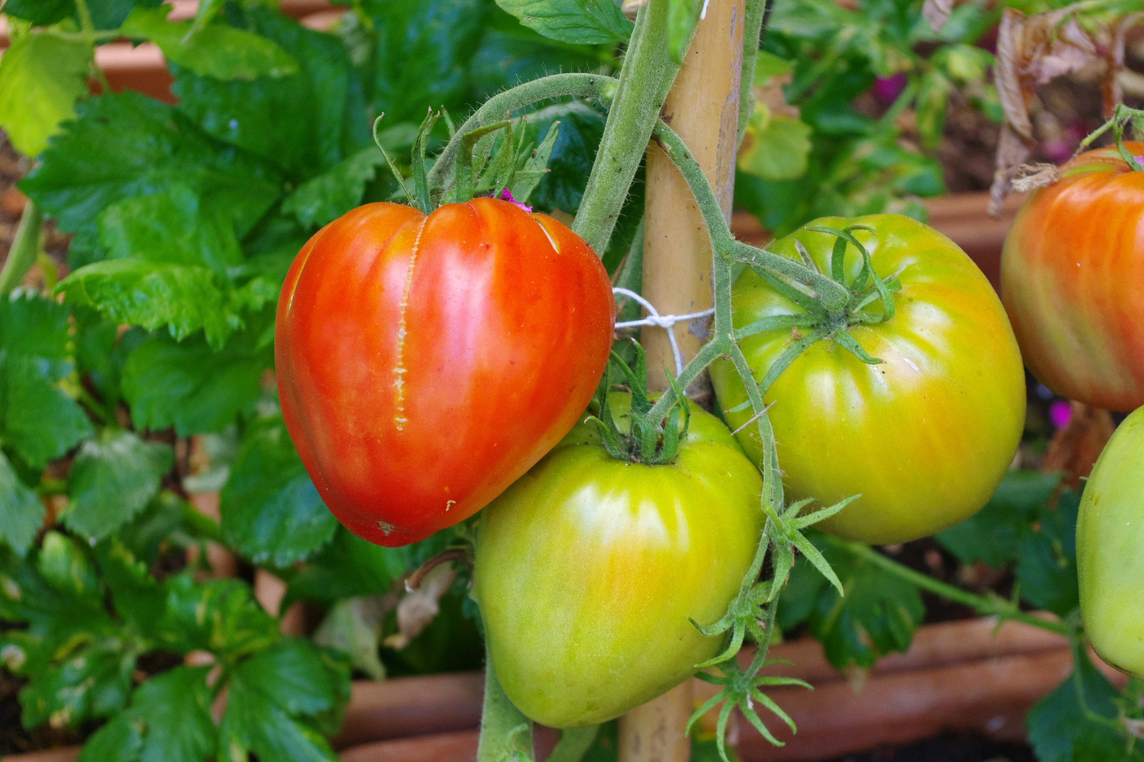 Eine reife rote Tomate und mehrere grüne Tomaten, die an einem Stängel hängen