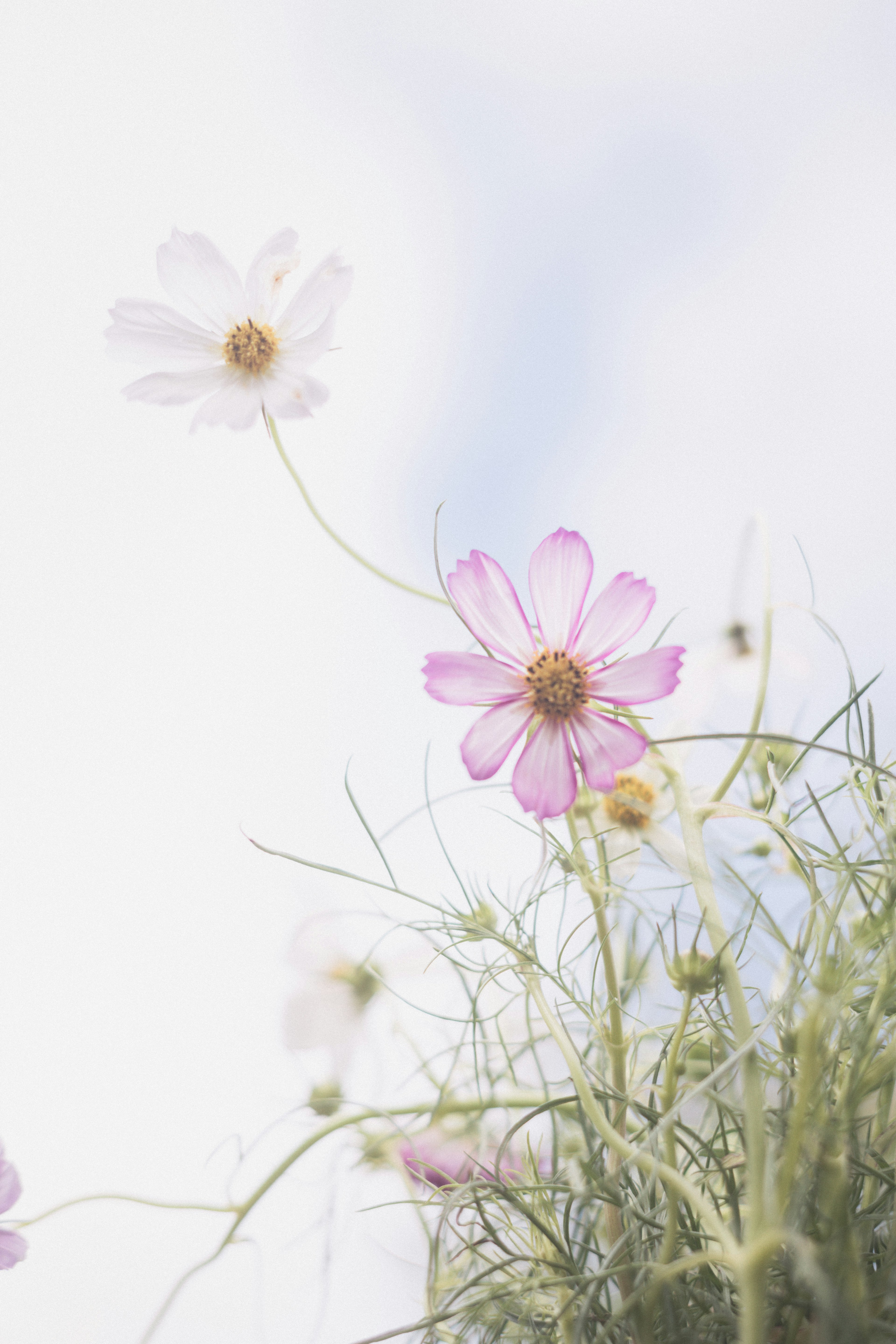 薄い背景に咲くピンクと白のコスモスの花々