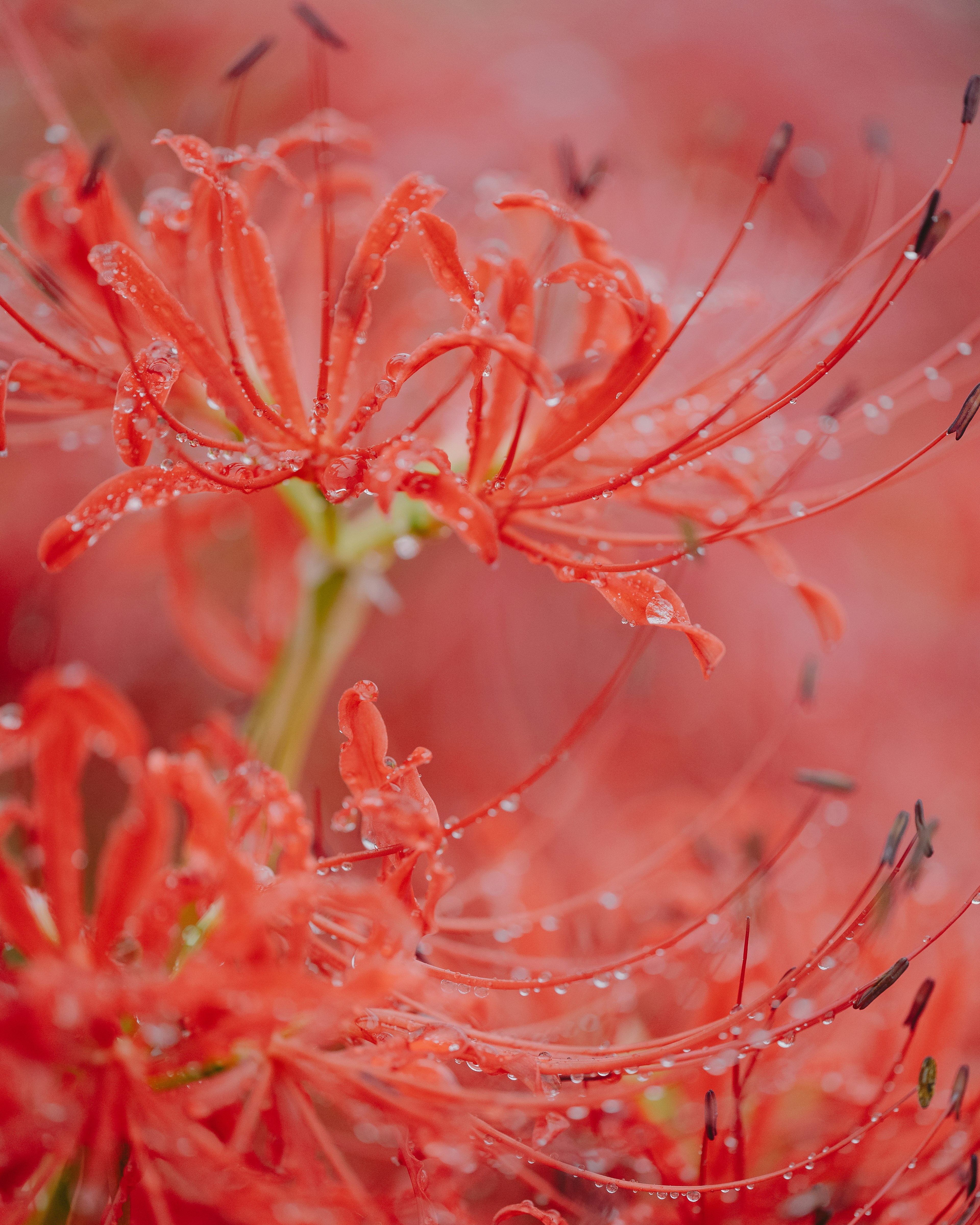 Close-up of vibrant red spider lilies with droplets of water