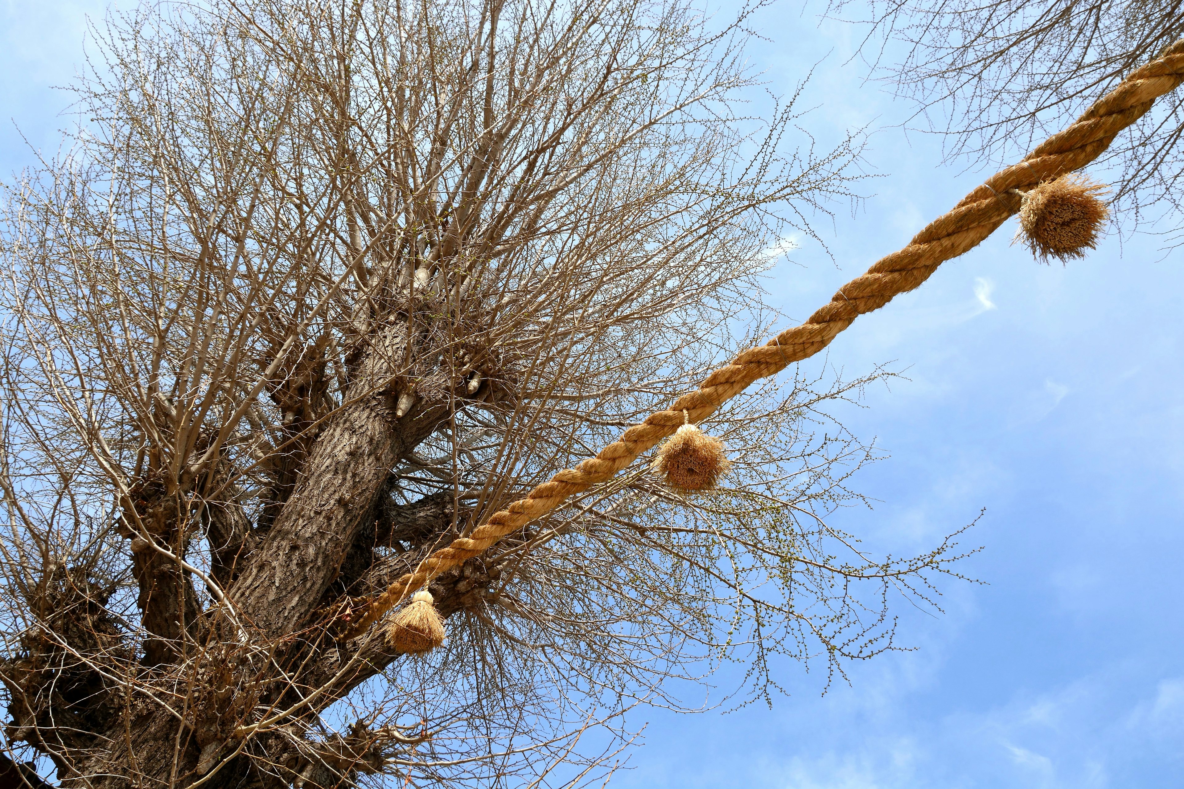 Kahler Baum mit einer Schnur mit Pompons vor blauem Himmel