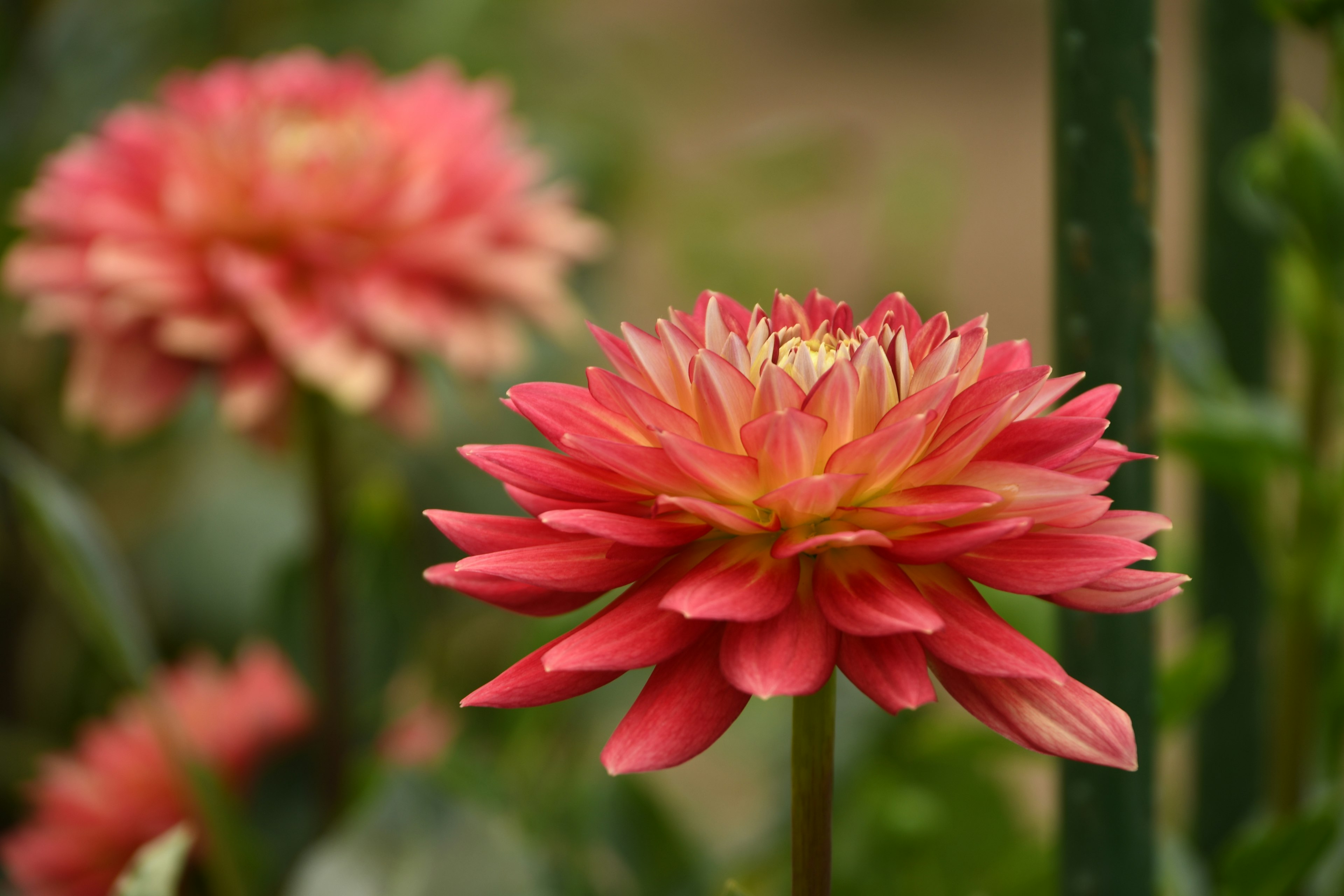 Fiori rossi vivaci che fioriscono in un giardino