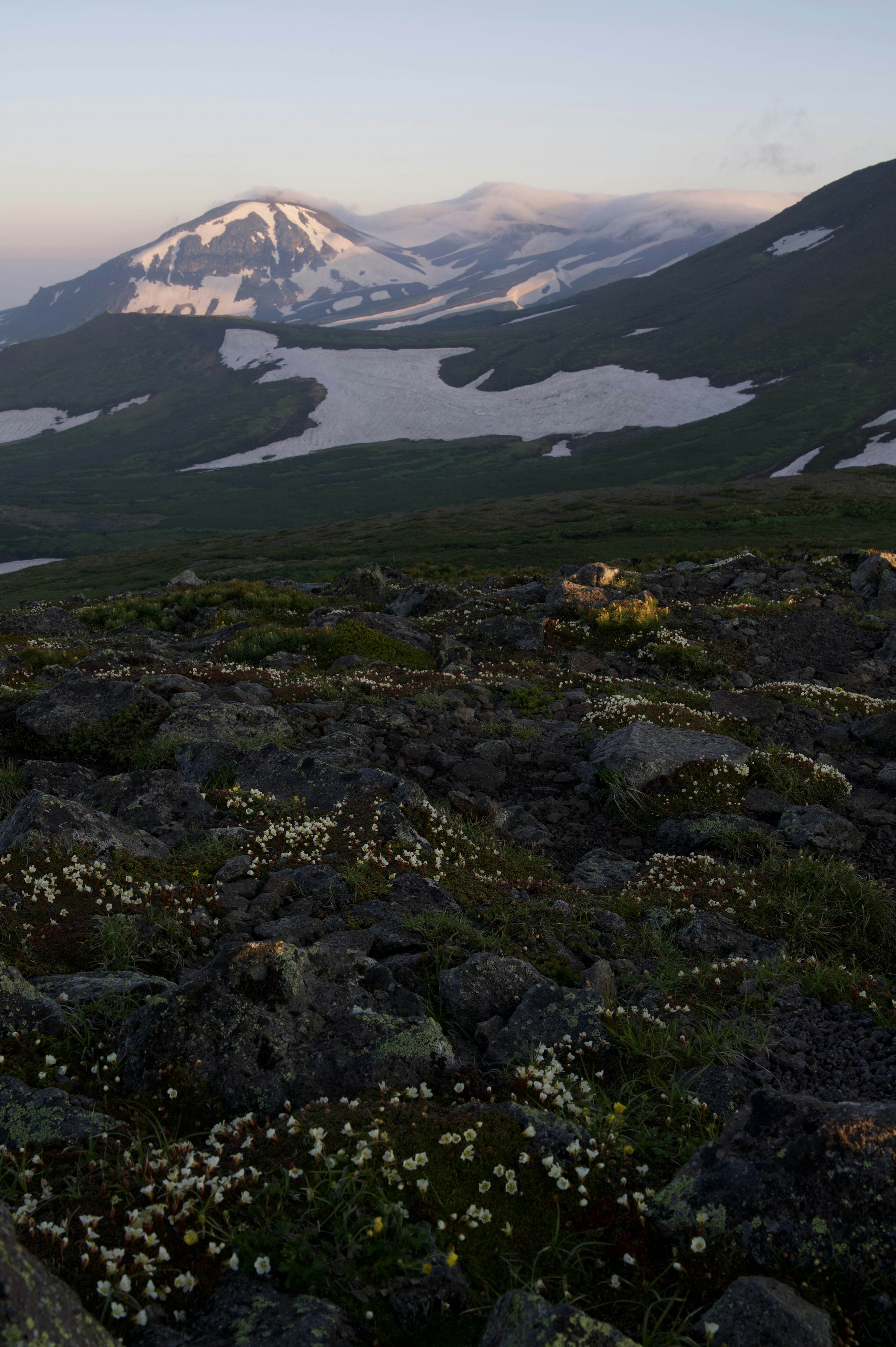 Foreground of white flowers with mountains and snow in the background