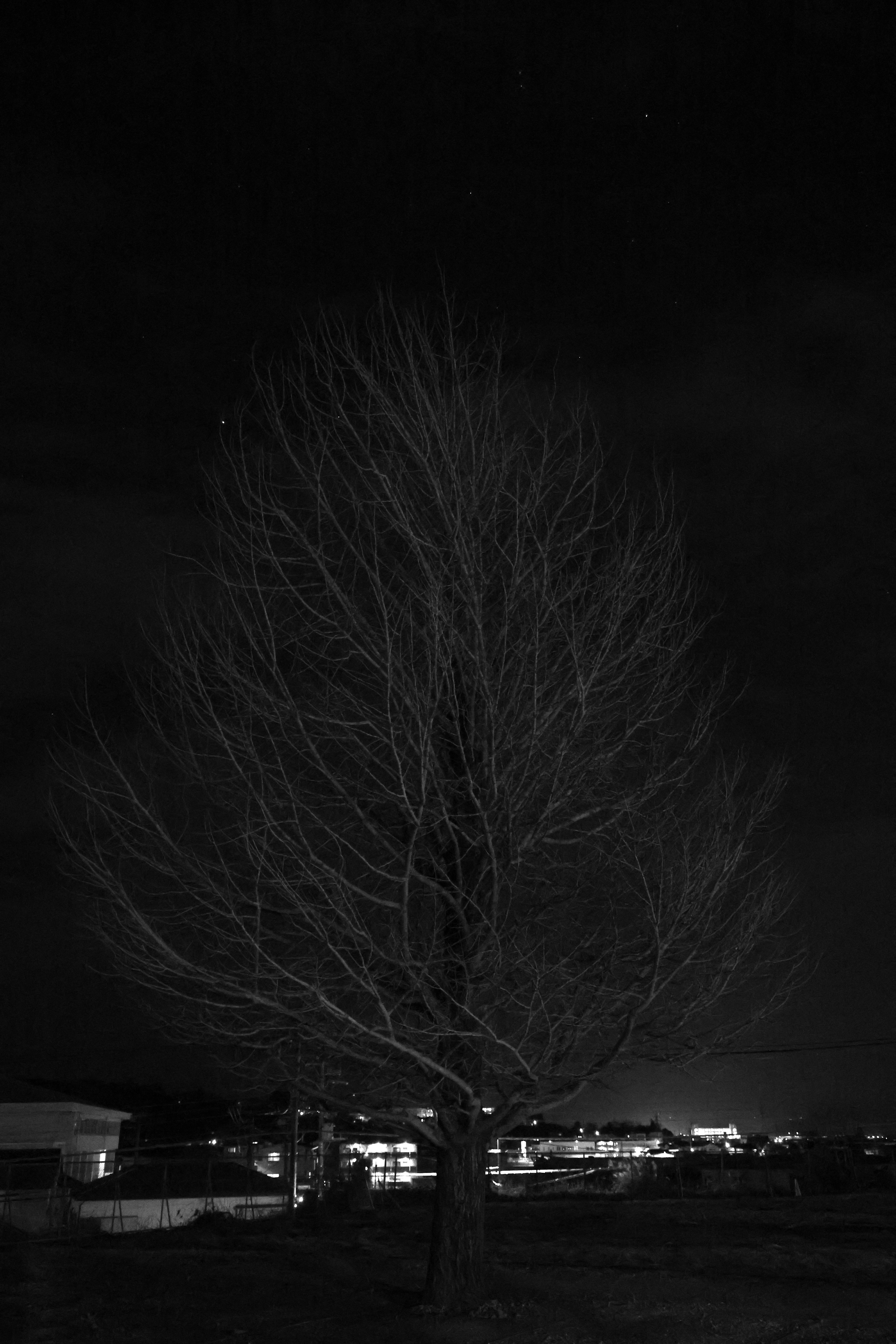 Silhouette of a leafless tree under a night sky with faint lights in the background