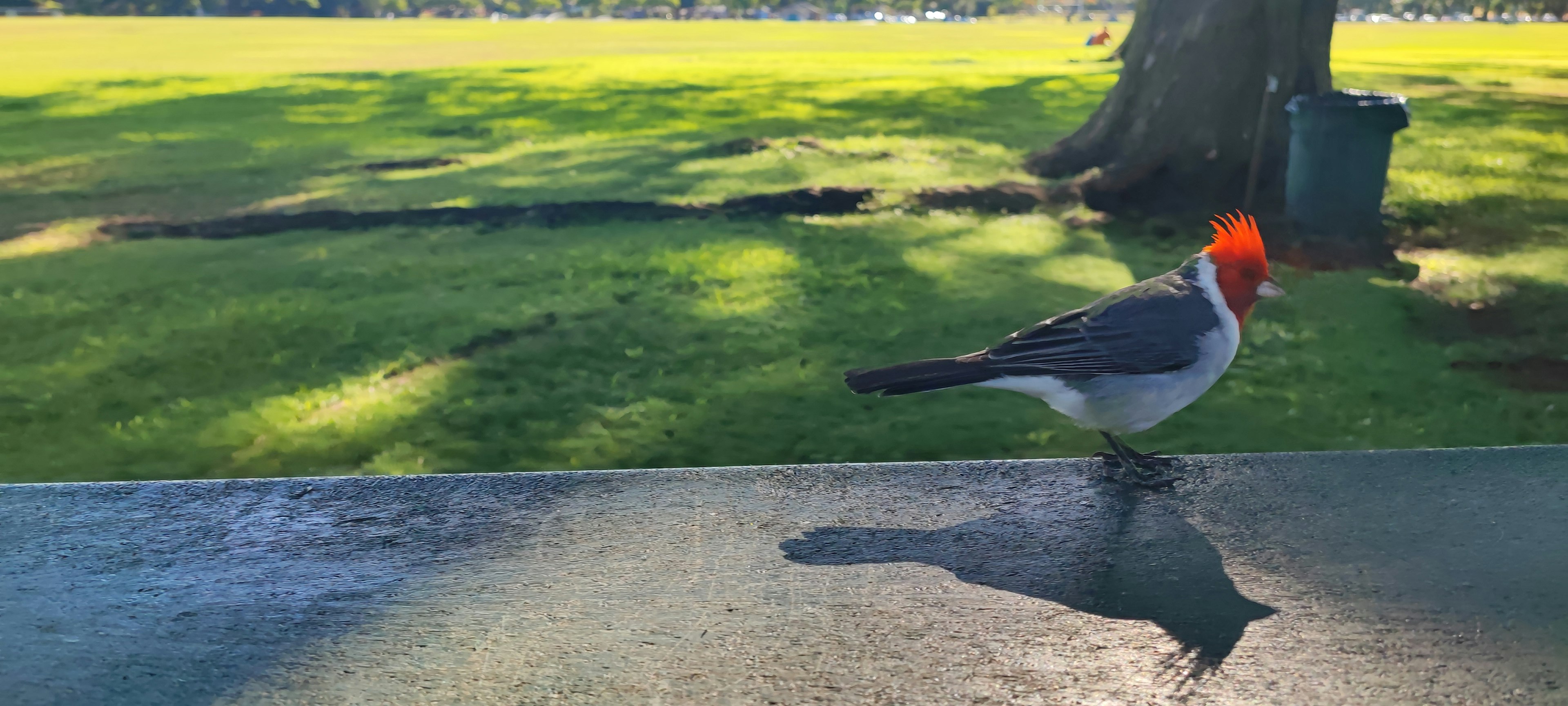 Ein Vogel, der in einem Park mit einem lebhaften roten Kopf läuft