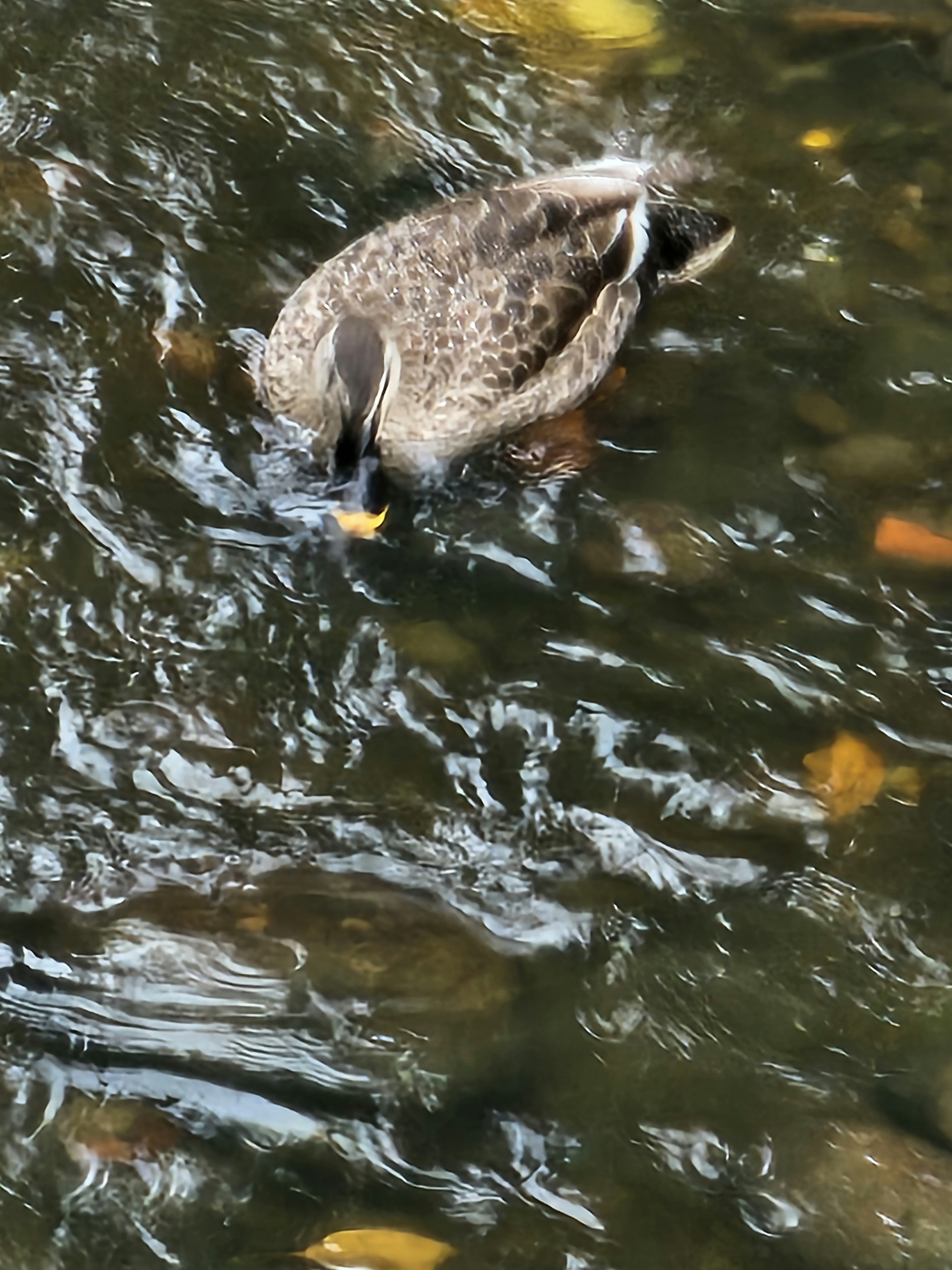 Seekor bebek mencari makanan di dalam air dengan bulu basah