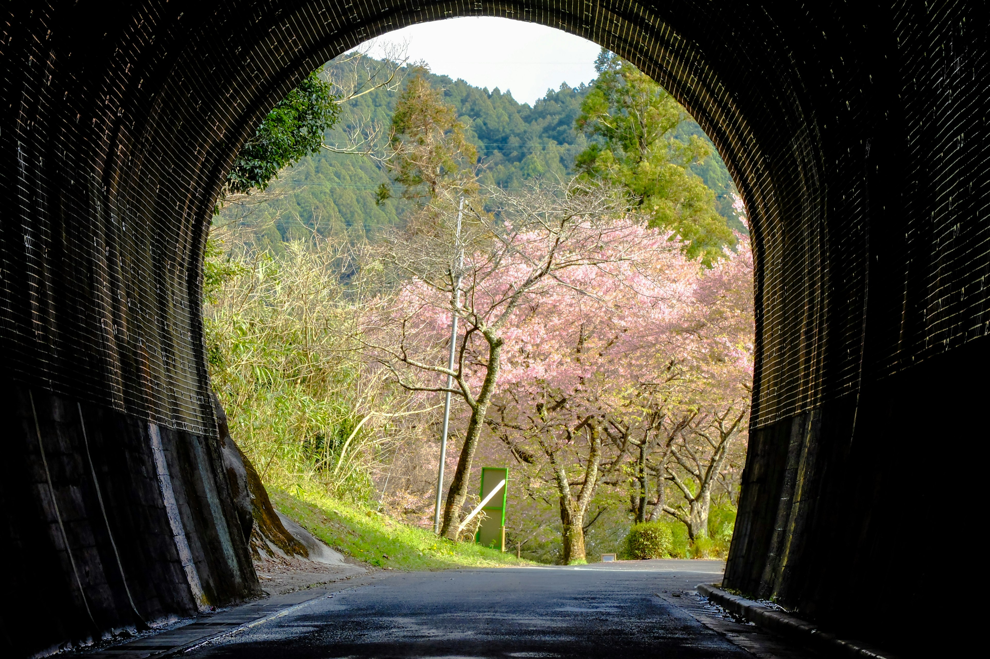 Vista de cerezos en flor y vegetación desde dentro de un túnel