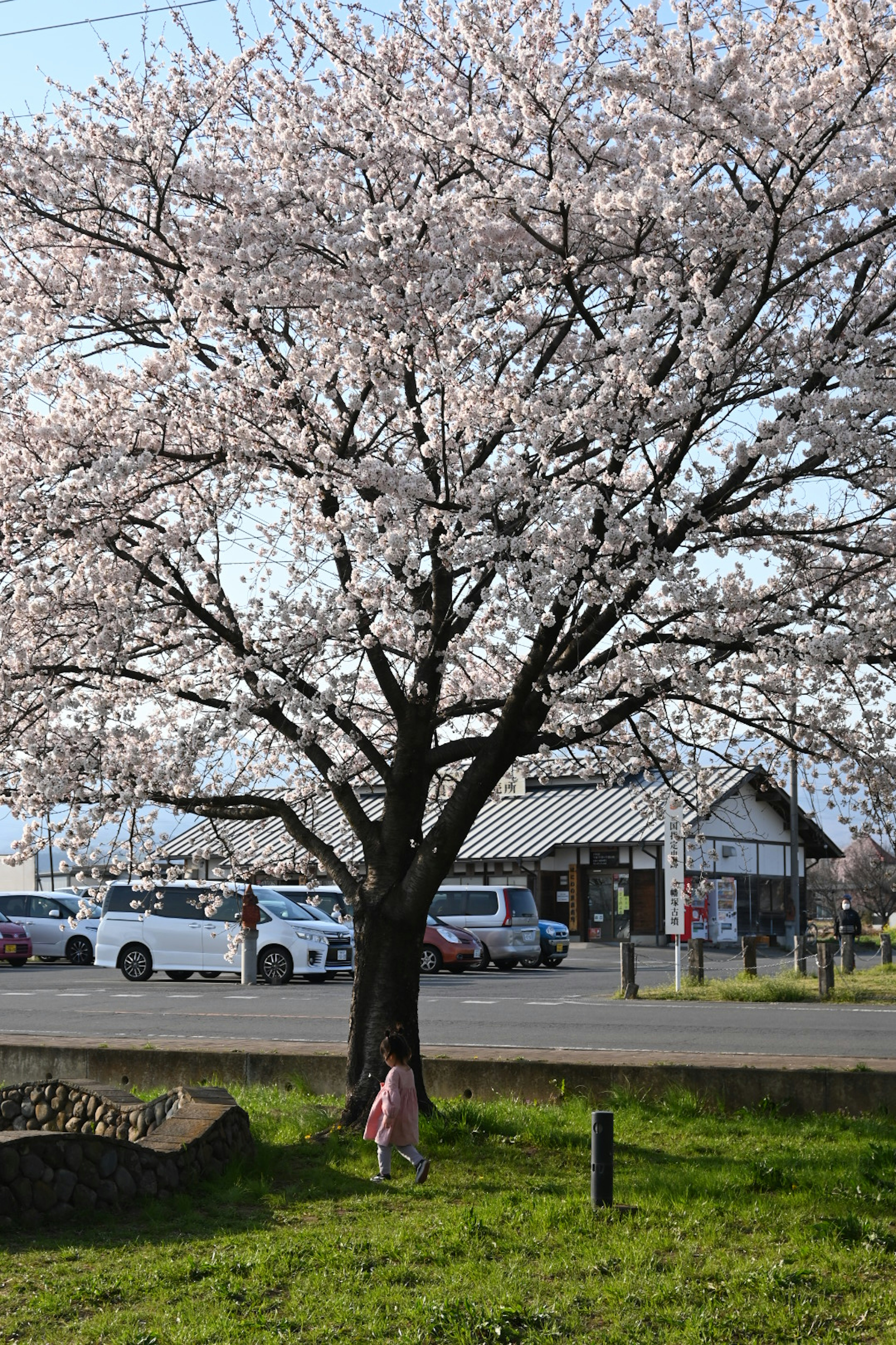 Seorang anak berdiri di bawah pohon sakura yang sedang mekar