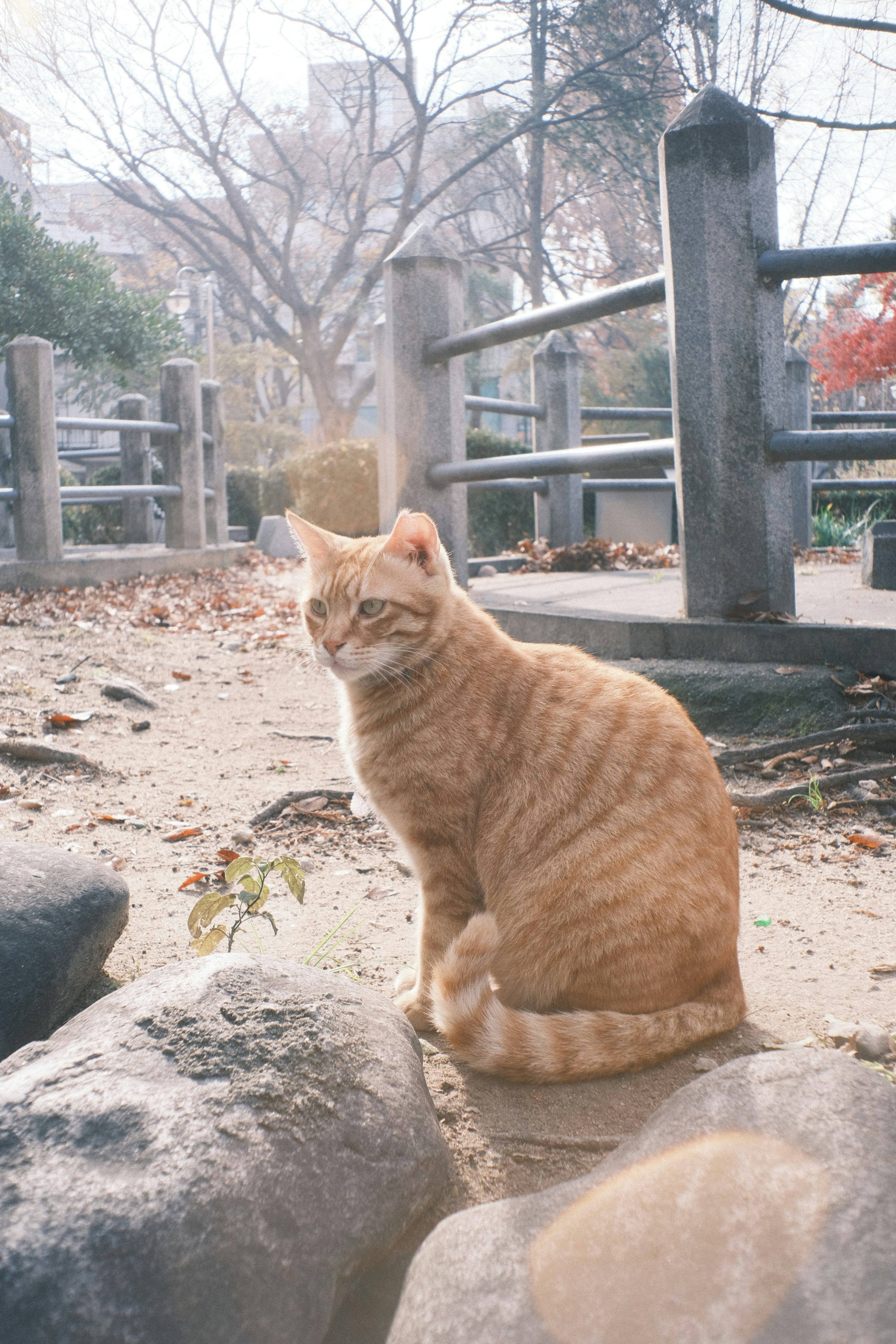 公園の石の上に座っているオレンジ色の猫