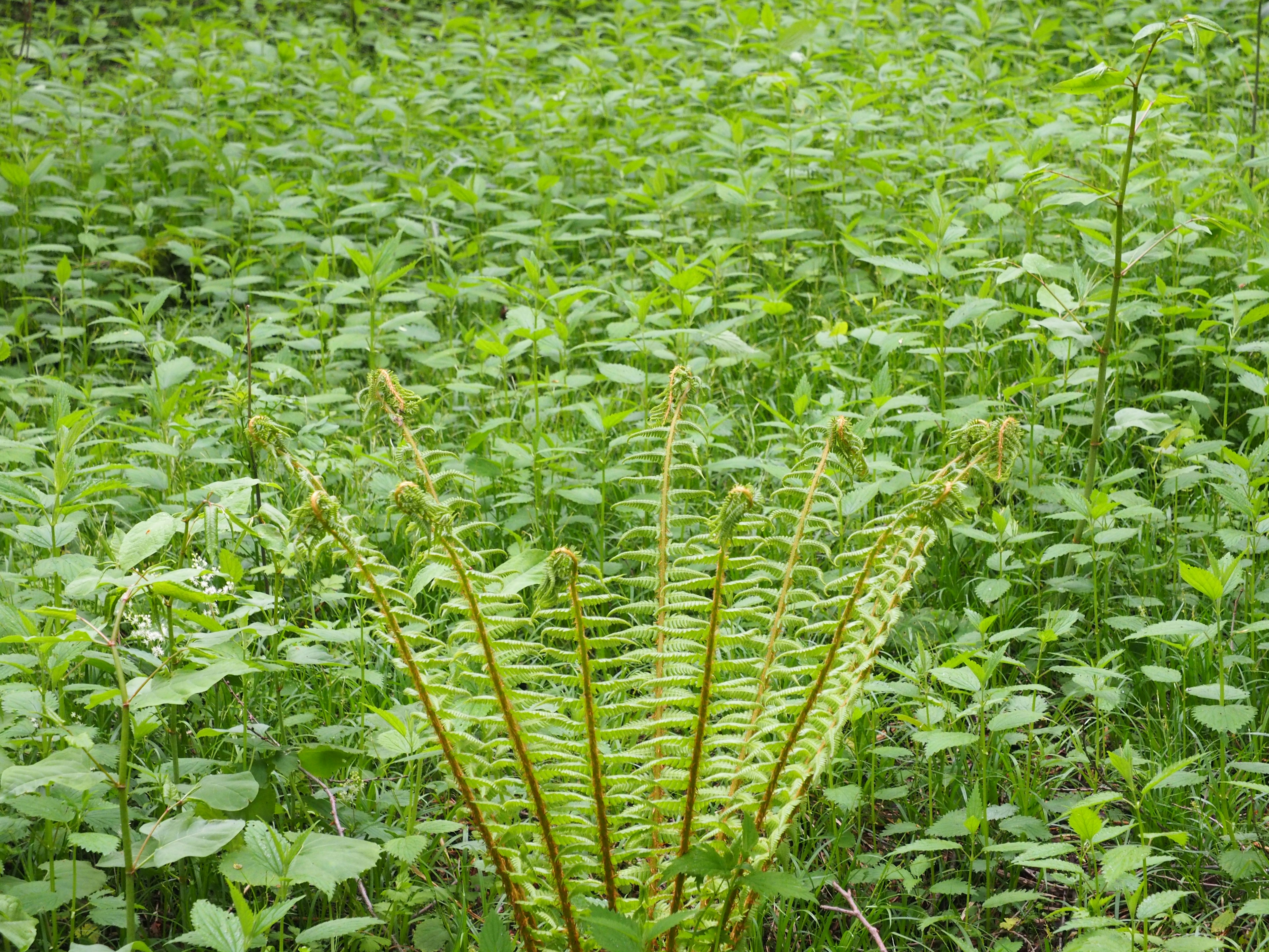 Feuilles de fougère sur un fond vert luxuriant