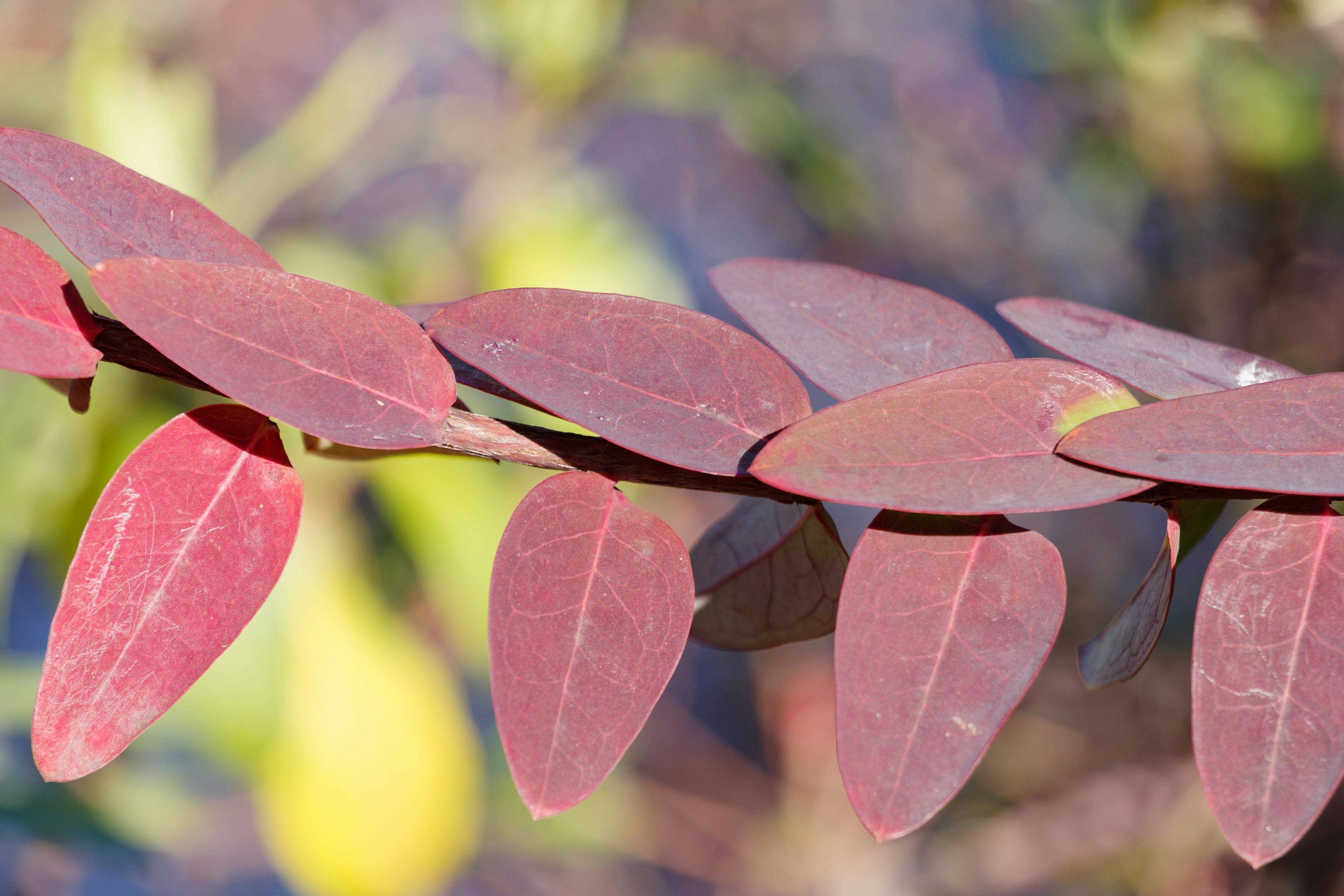 Primer plano de una planta con hojas rojas dispuestas en fila