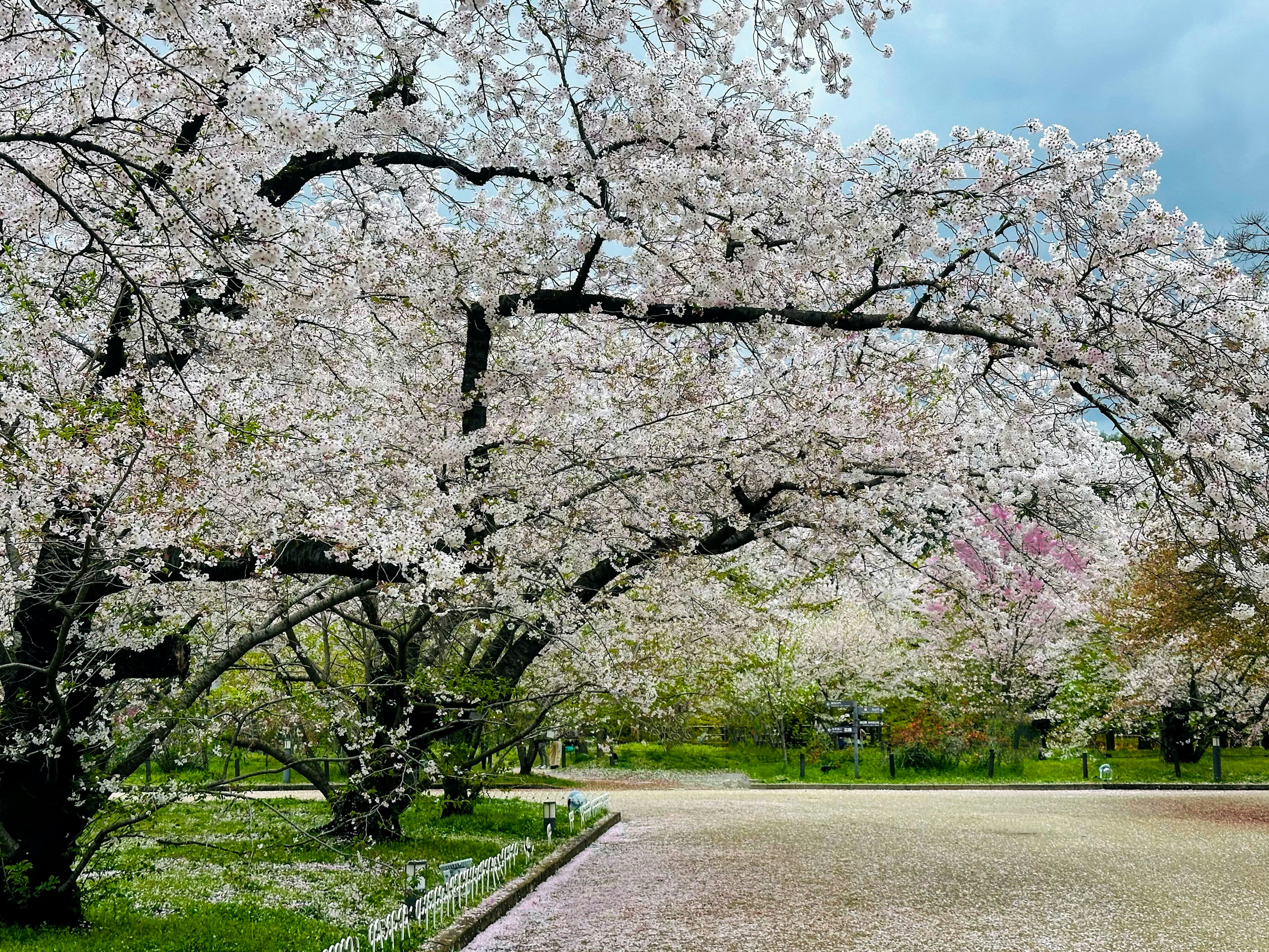 Pemandangan pohon sakura yang mekar penuh di taman