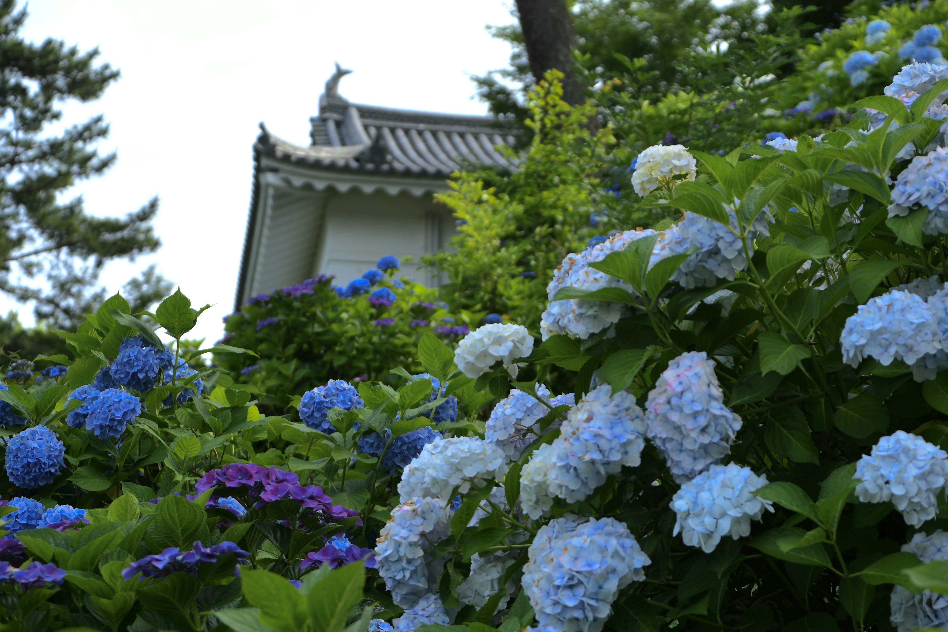 Bunga hydrangea biru dengan bangunan tradisional Jepang di latar belakang