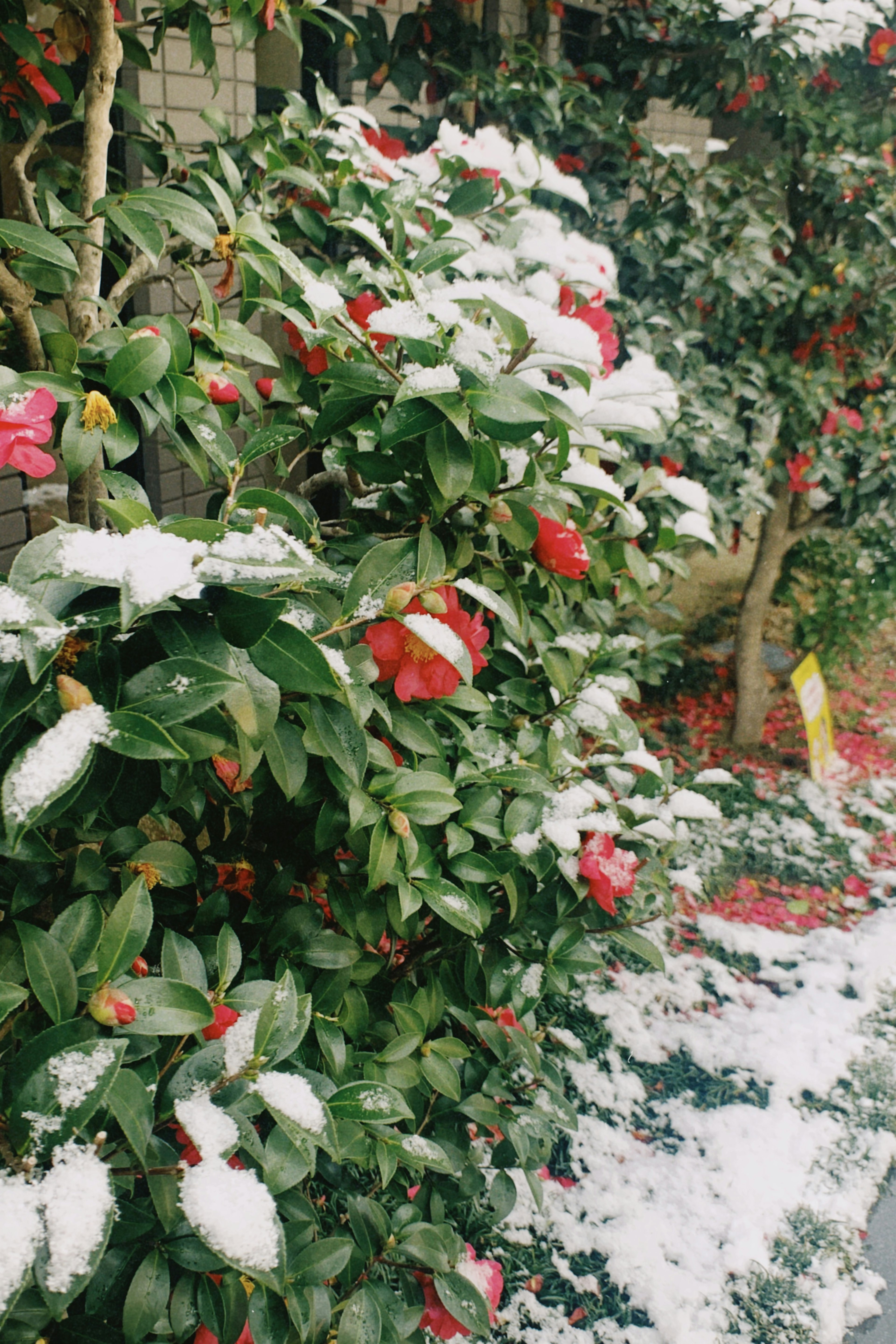 Schneebedeckte rote Blumen auf einem grünen Strauch