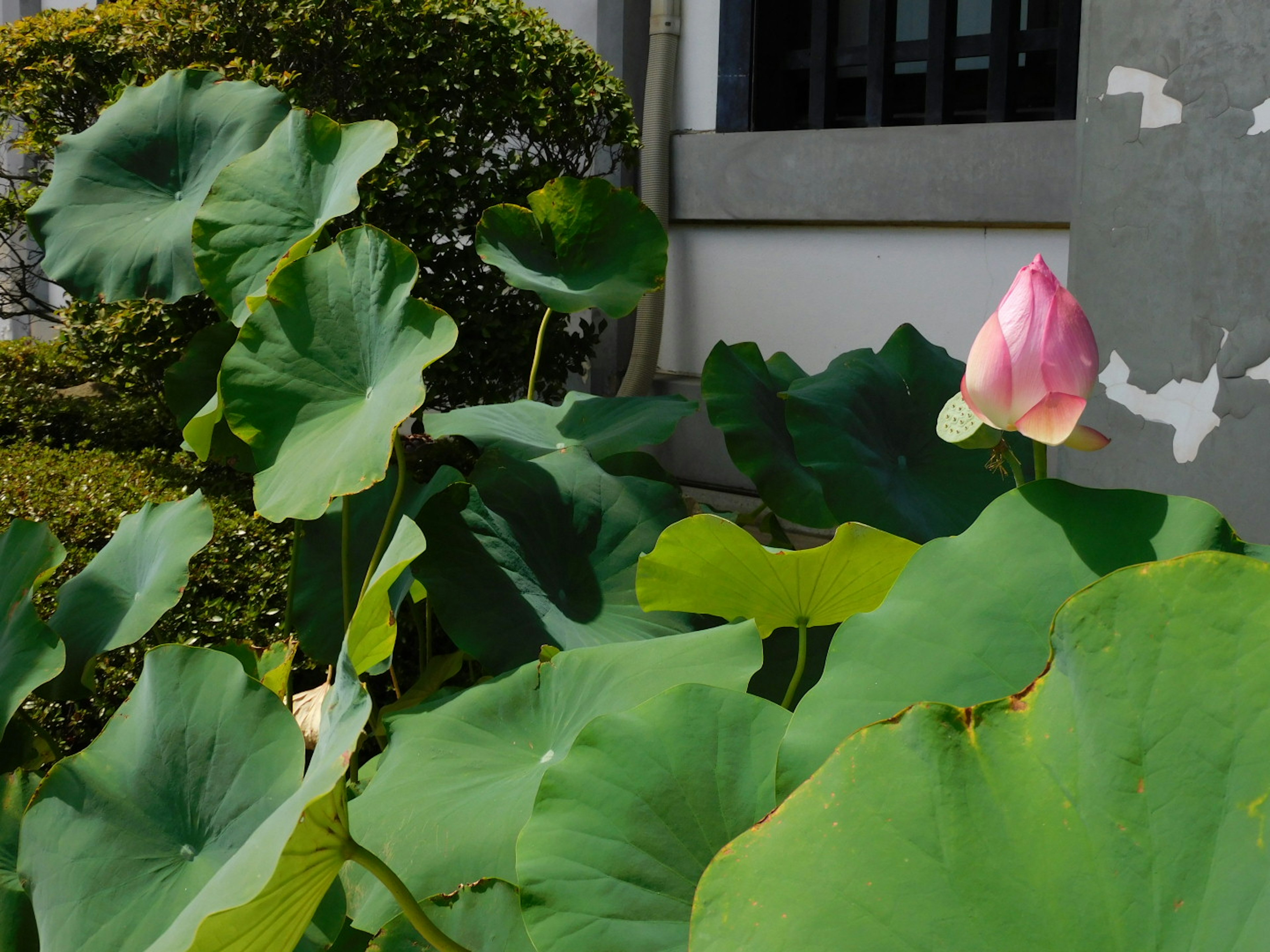 A pink lotus flower among green leaves in a garden