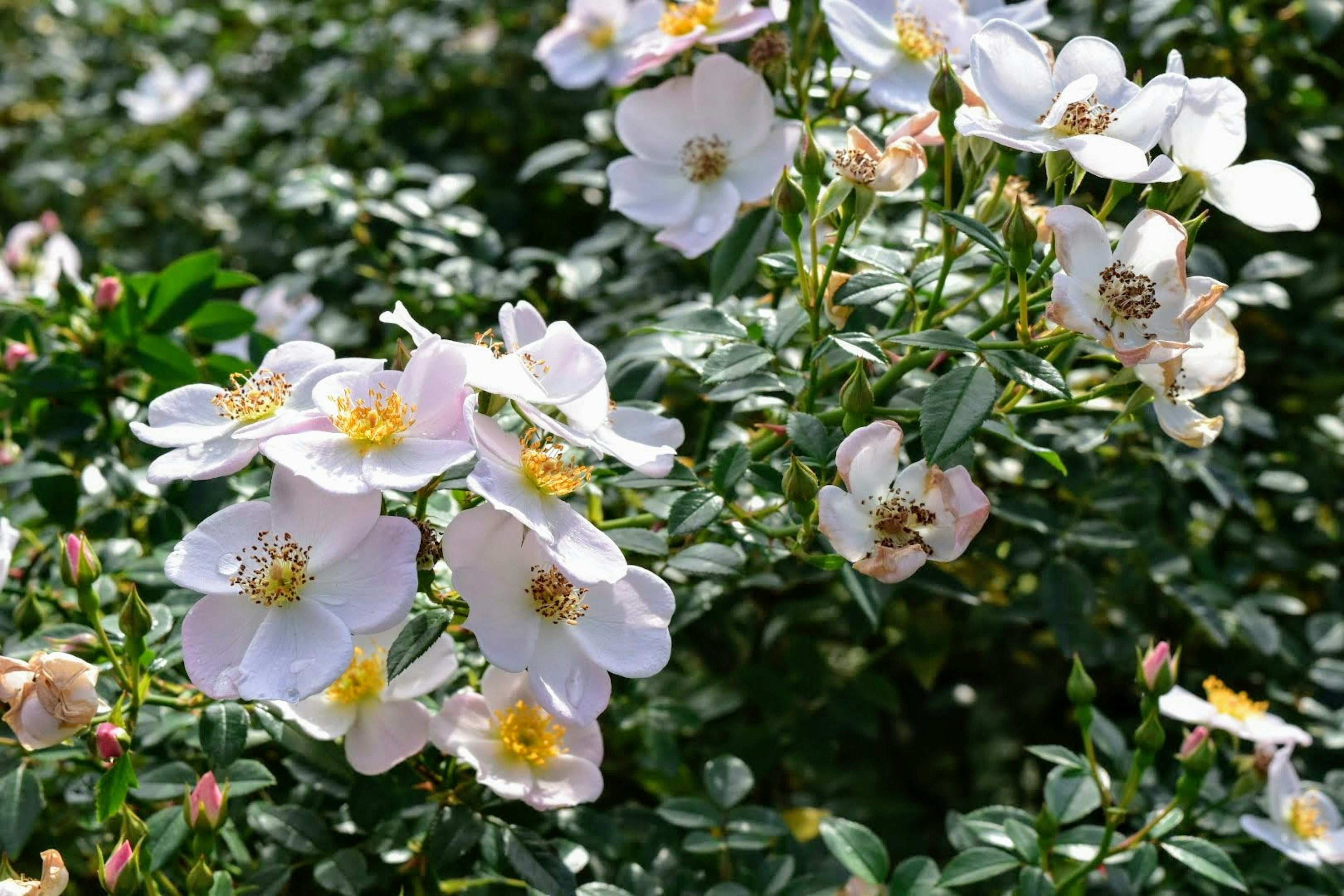 Planta de rosa con flores blancas y hojas verdes