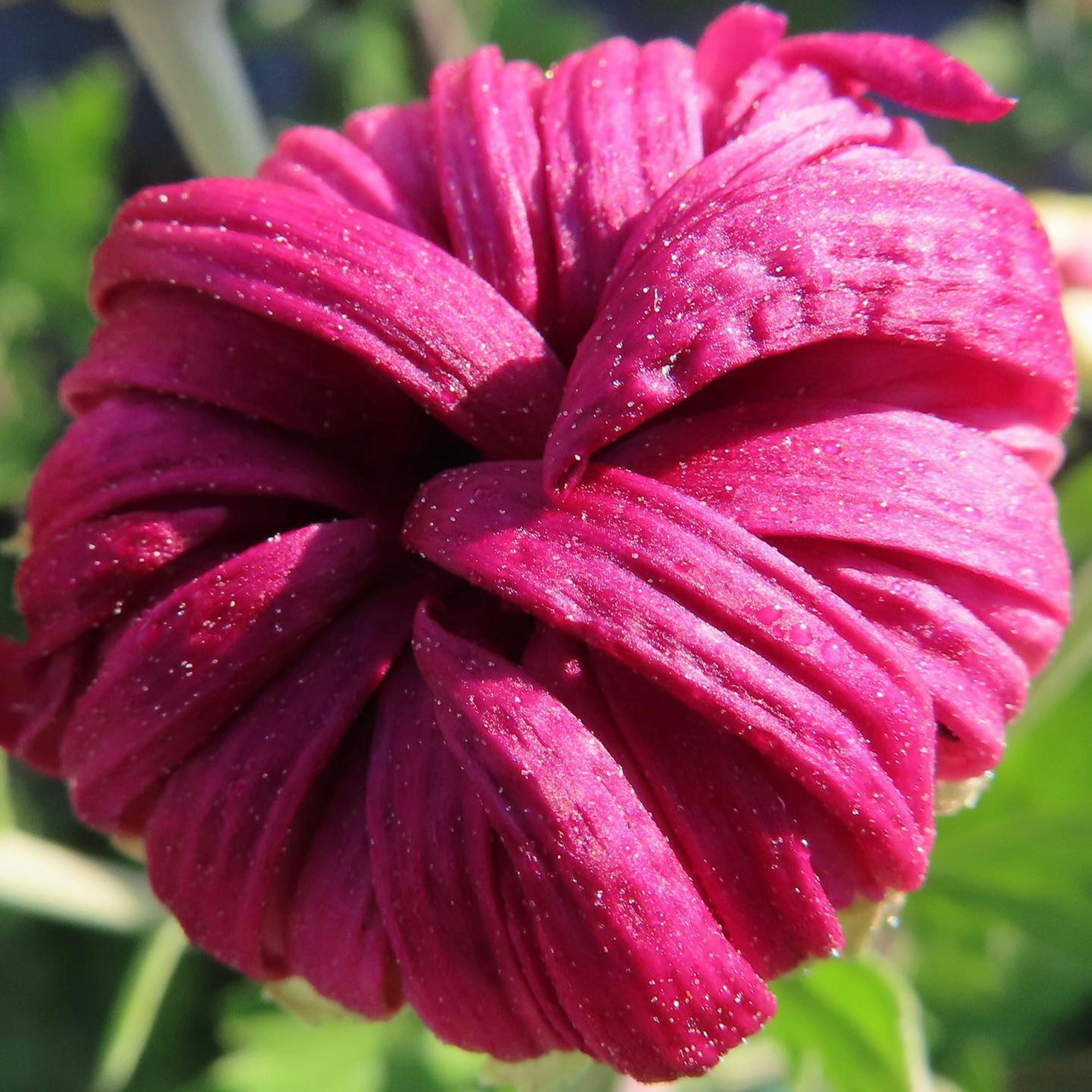 Close-up of a vibrant pink flower with overlapping petals