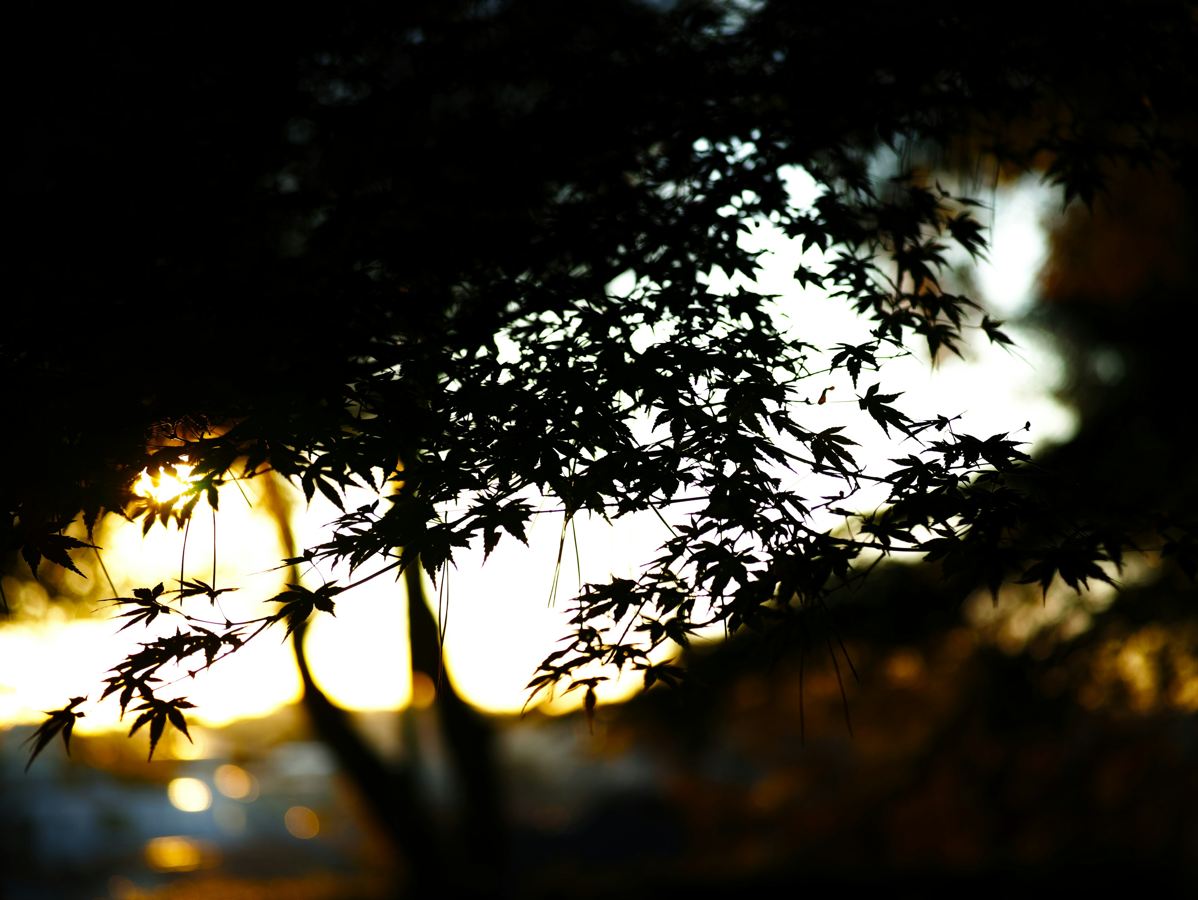 Silhouette di foglie al tramonto con un bagliore caldo