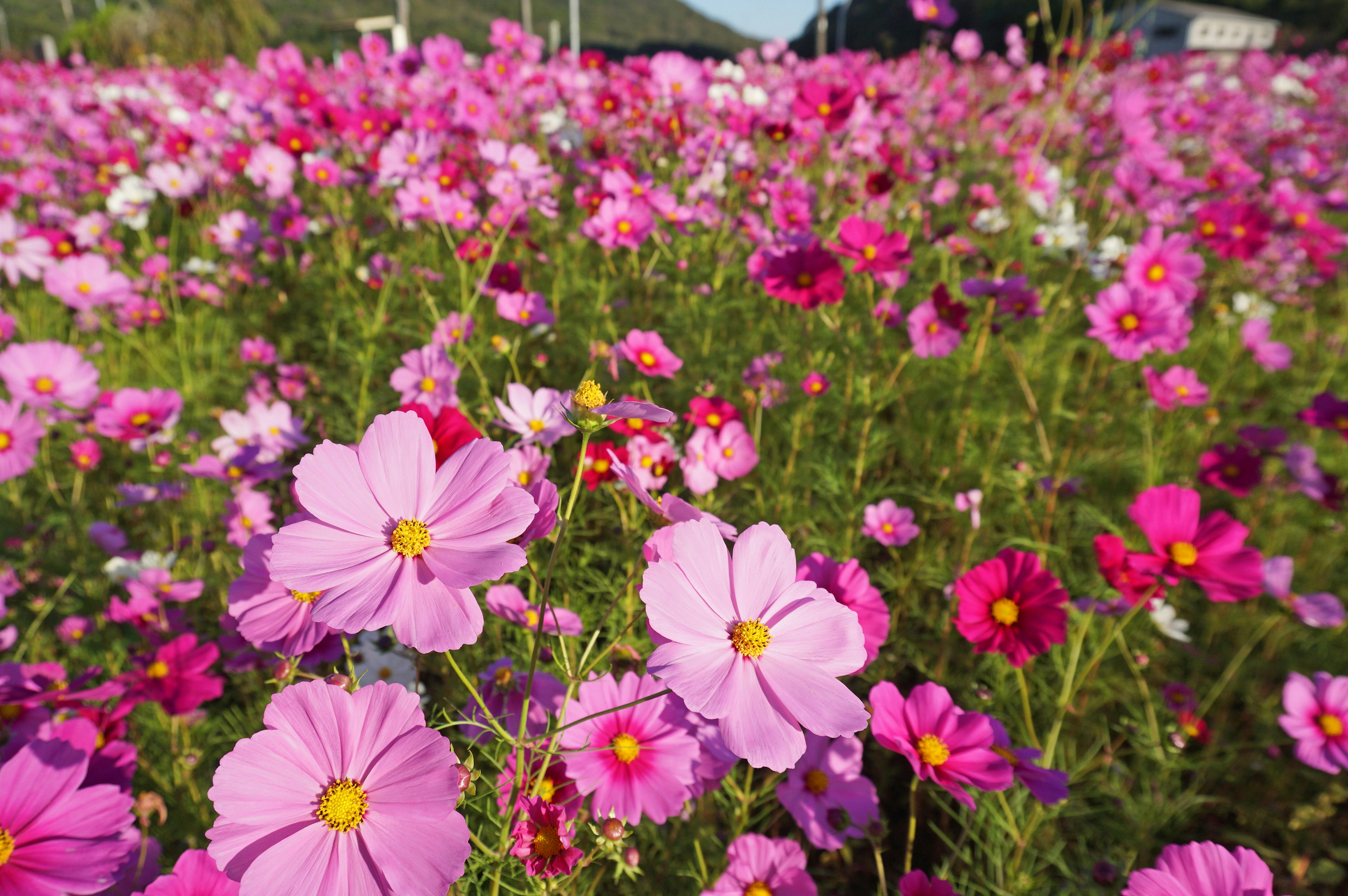 Ein lebhaftes Feld mit blühenden Kosmosblumen in verschiedenen Rosatönen