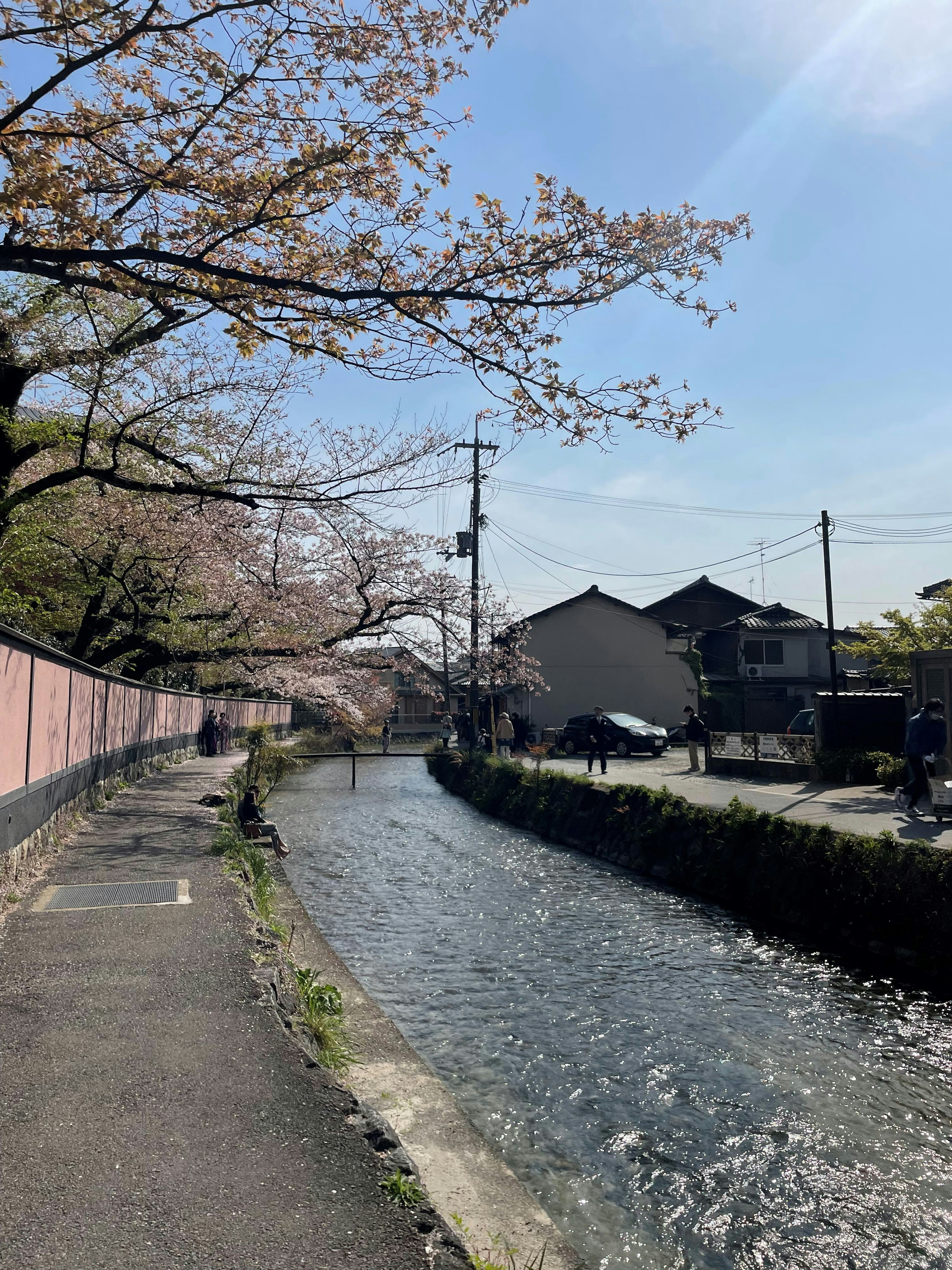 沿着樱花树和蓝天的河边小道的风景