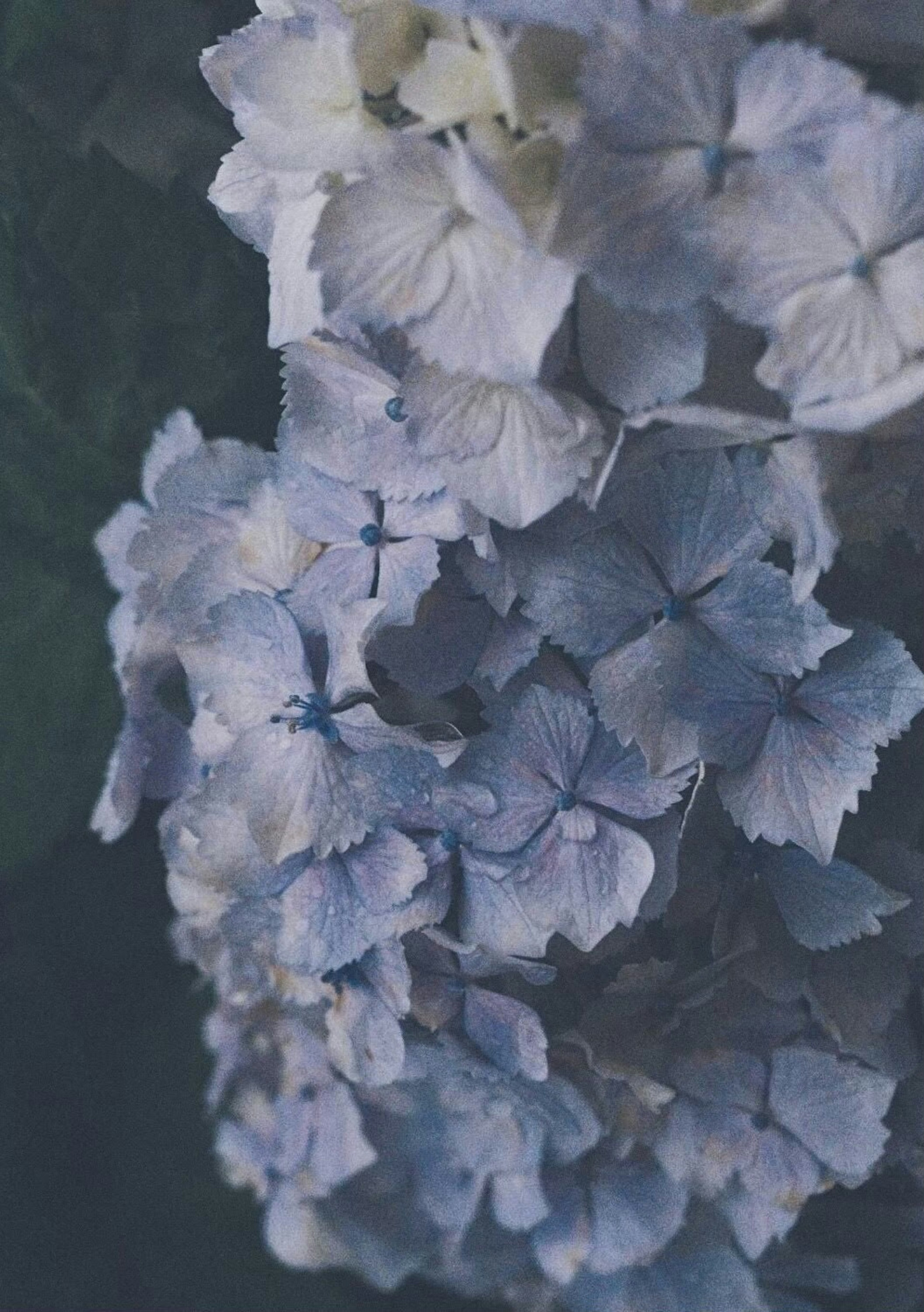 淡い青色の紫陽花の花が集まっている美しいイメージ