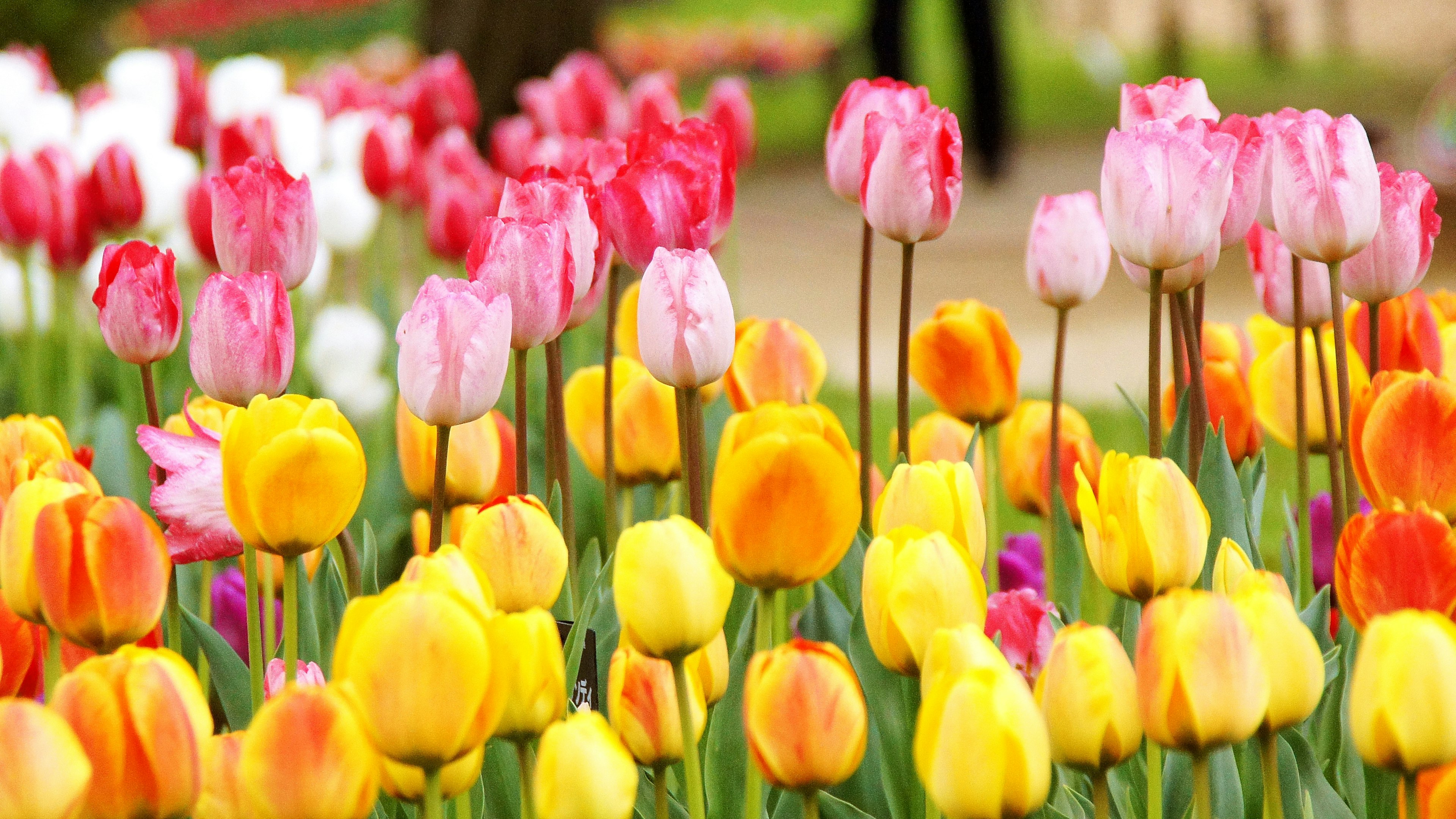 Bunte Tulpen blühen in einer Parklandschaft