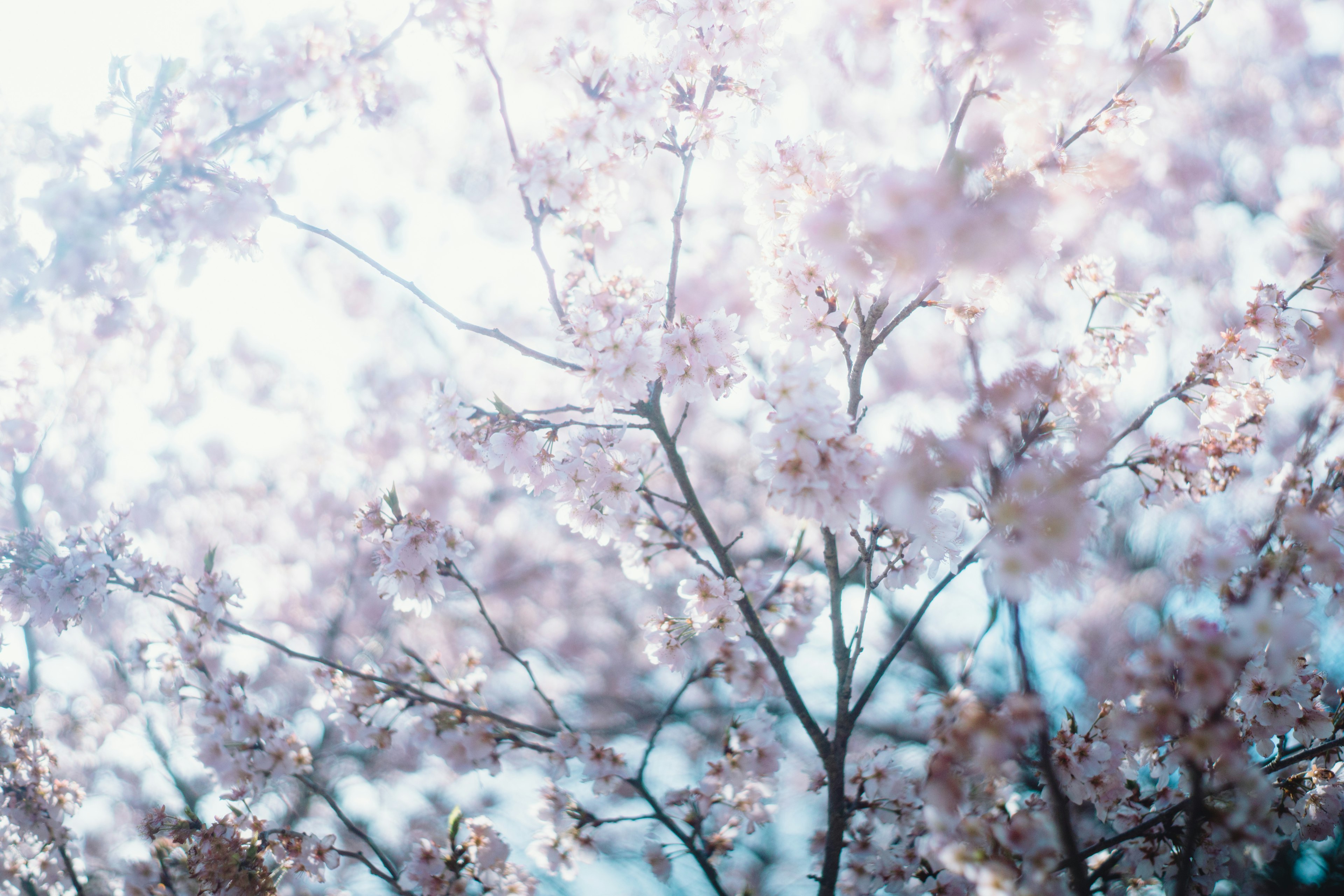 Branches de cerisiers en fleurs baignées dans une lumière douce