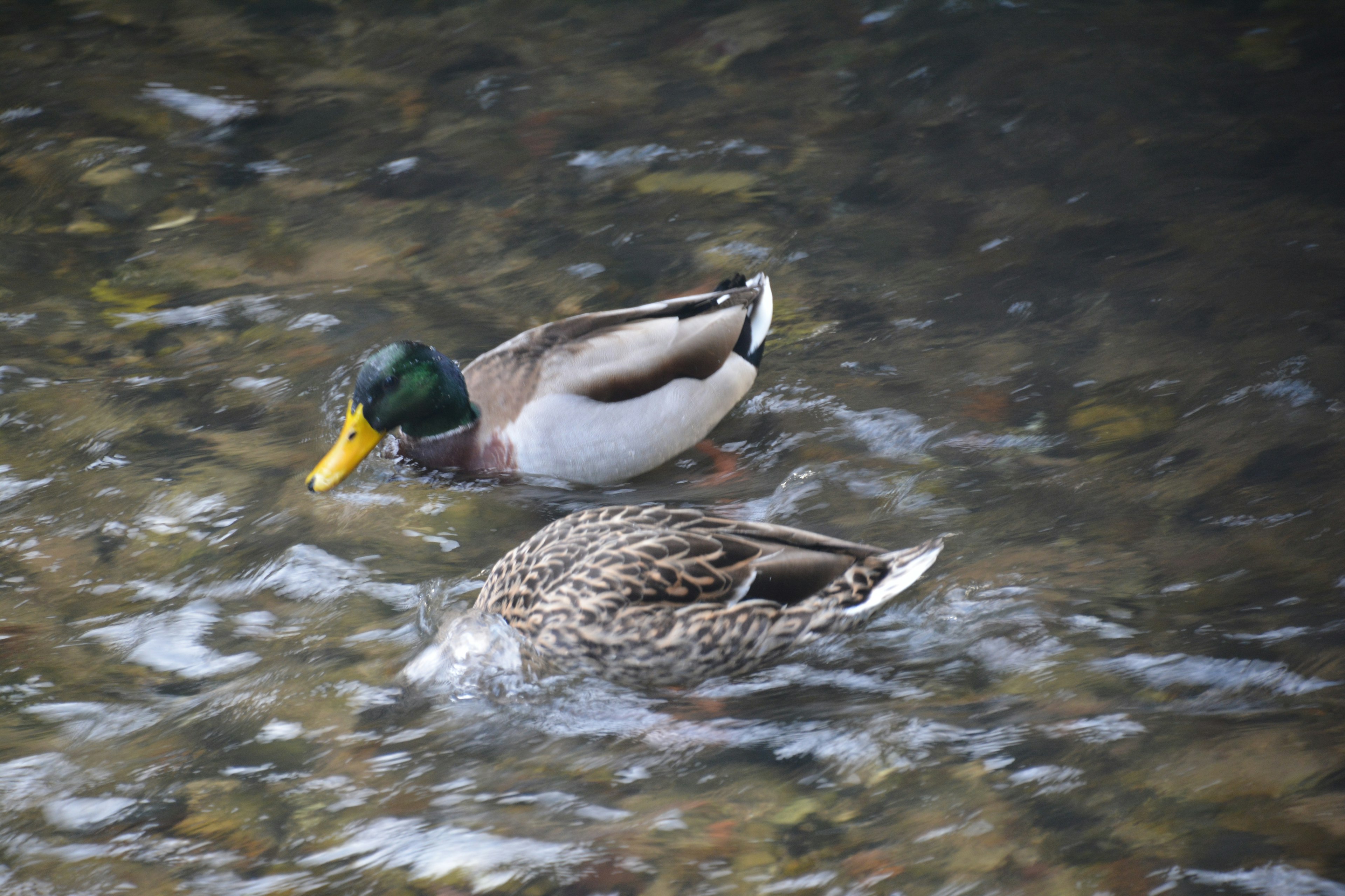 Pato macho y hembra nadando en la superficie del agua