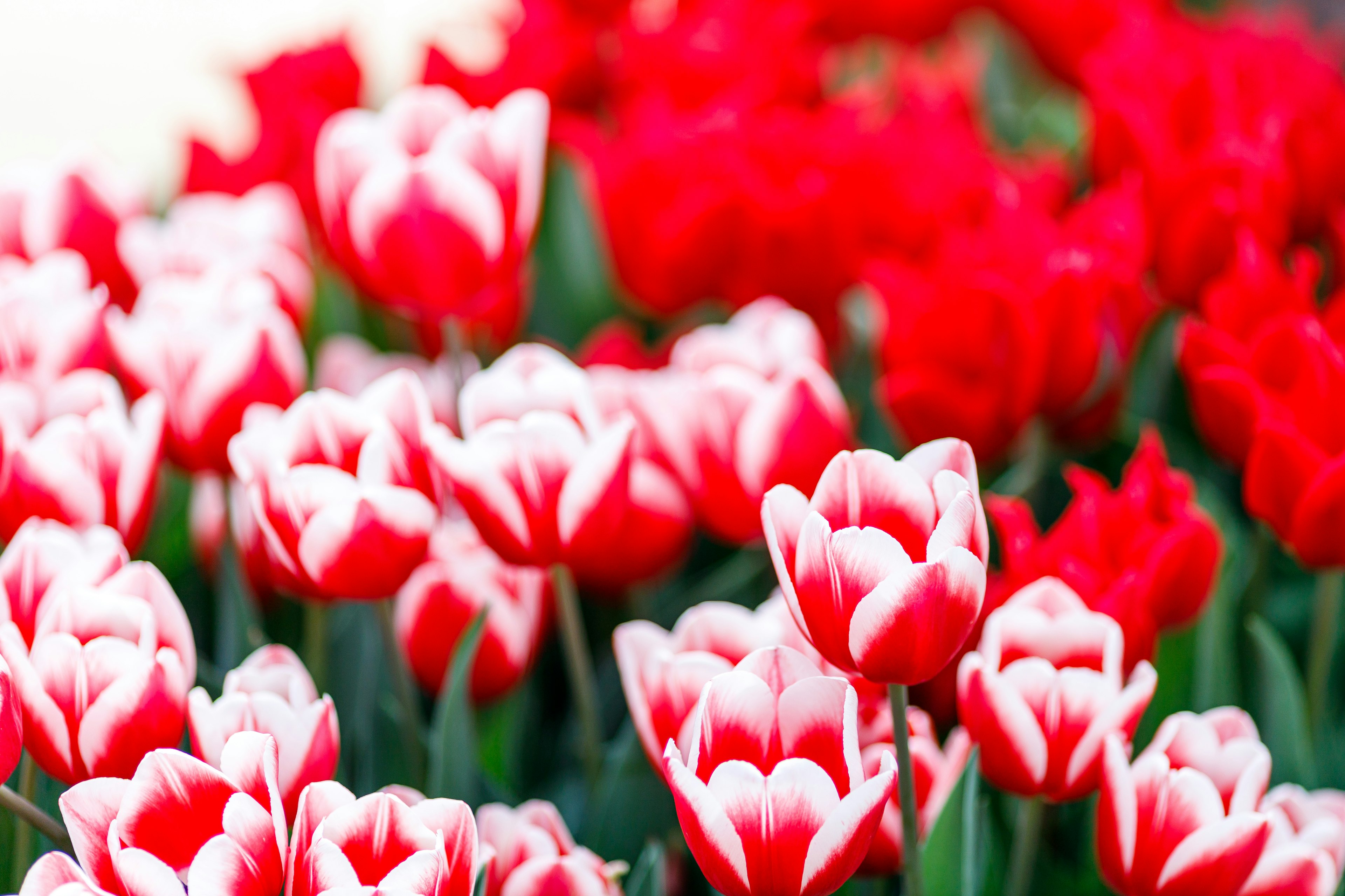 Lebendiges Feld mit roten und weißen Tulpen