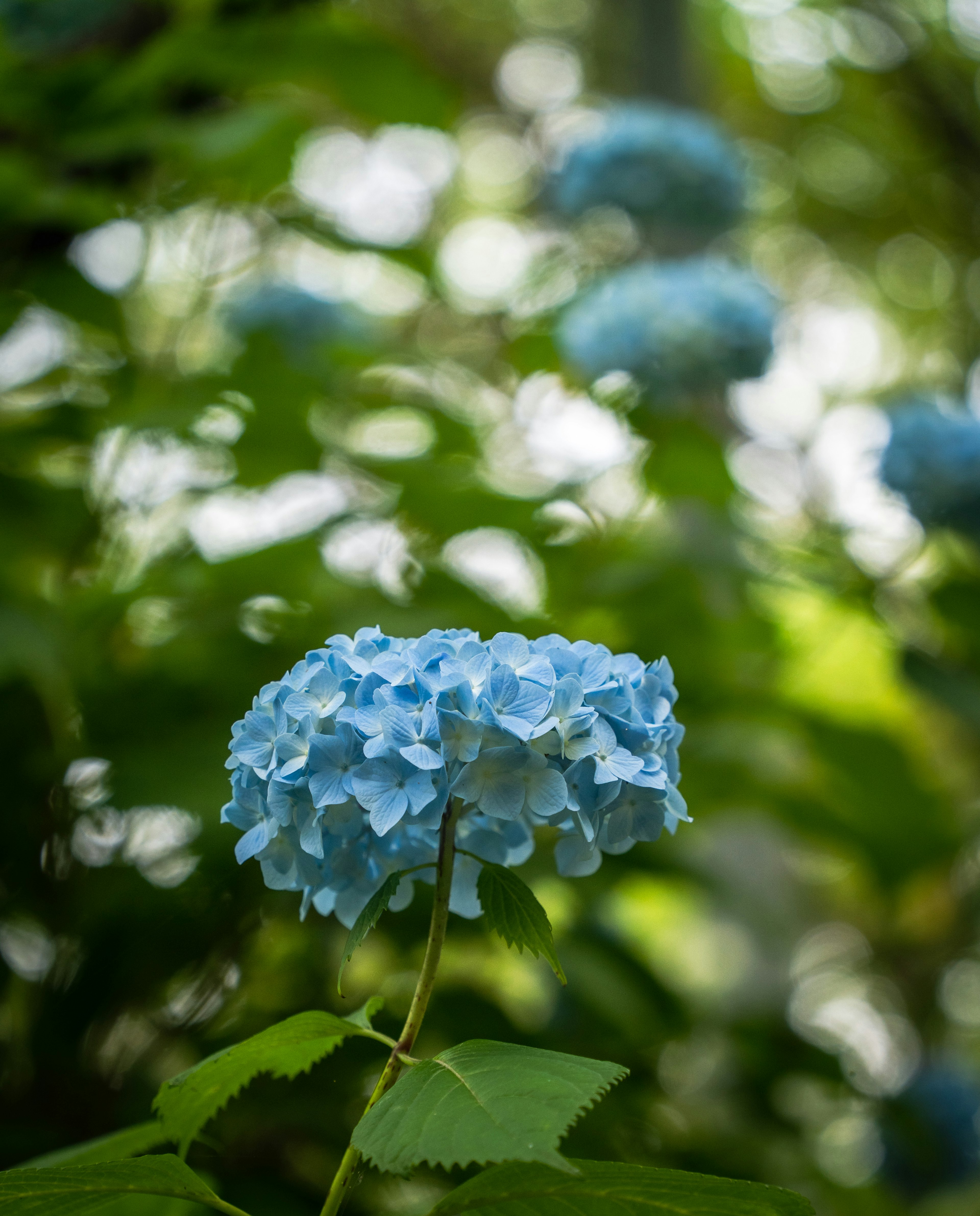 Eine blaue Hortensie umgeben von grünen Blättern