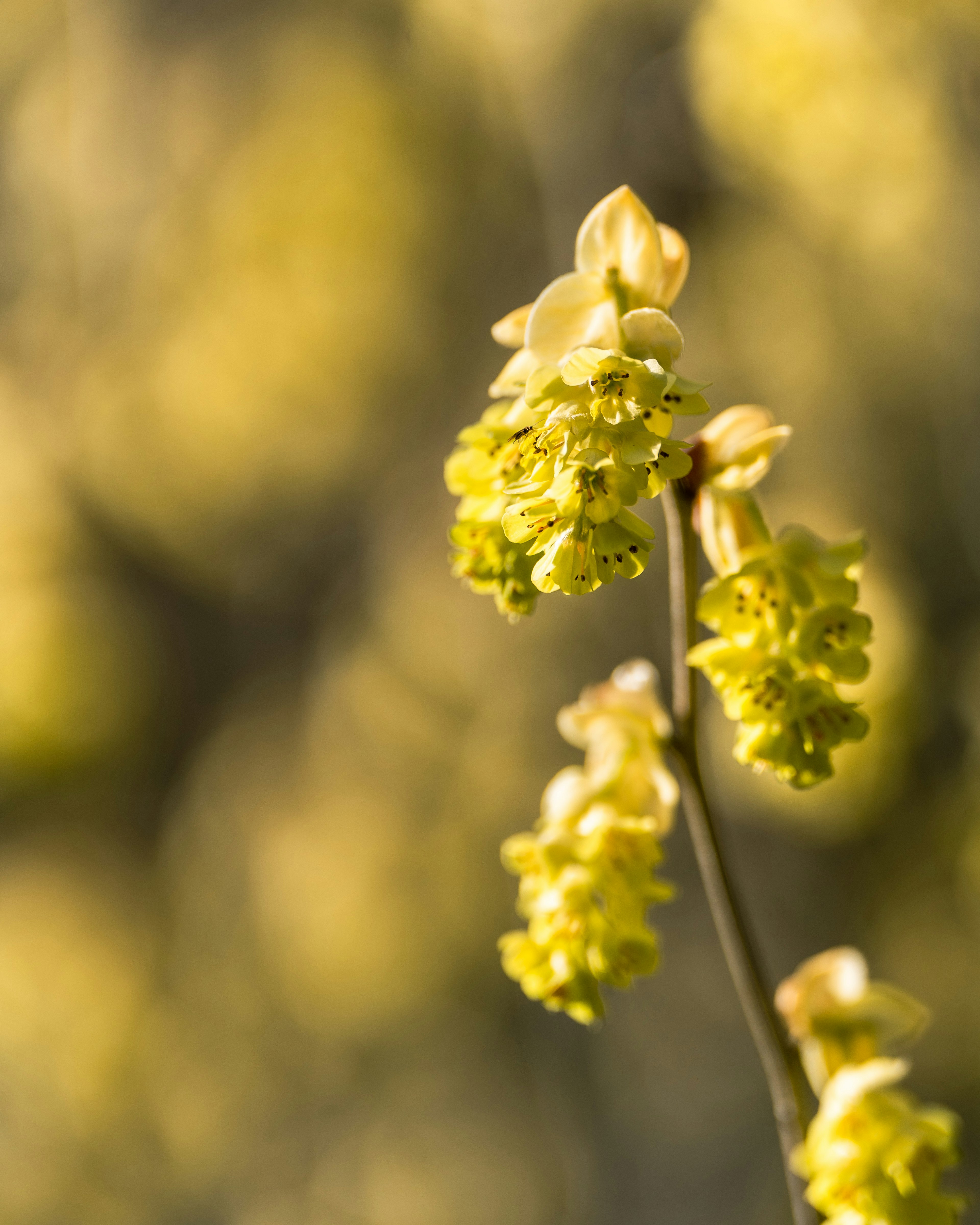 Gros plan d'une plante à fleurs jaunes avec un arrière-plan flou