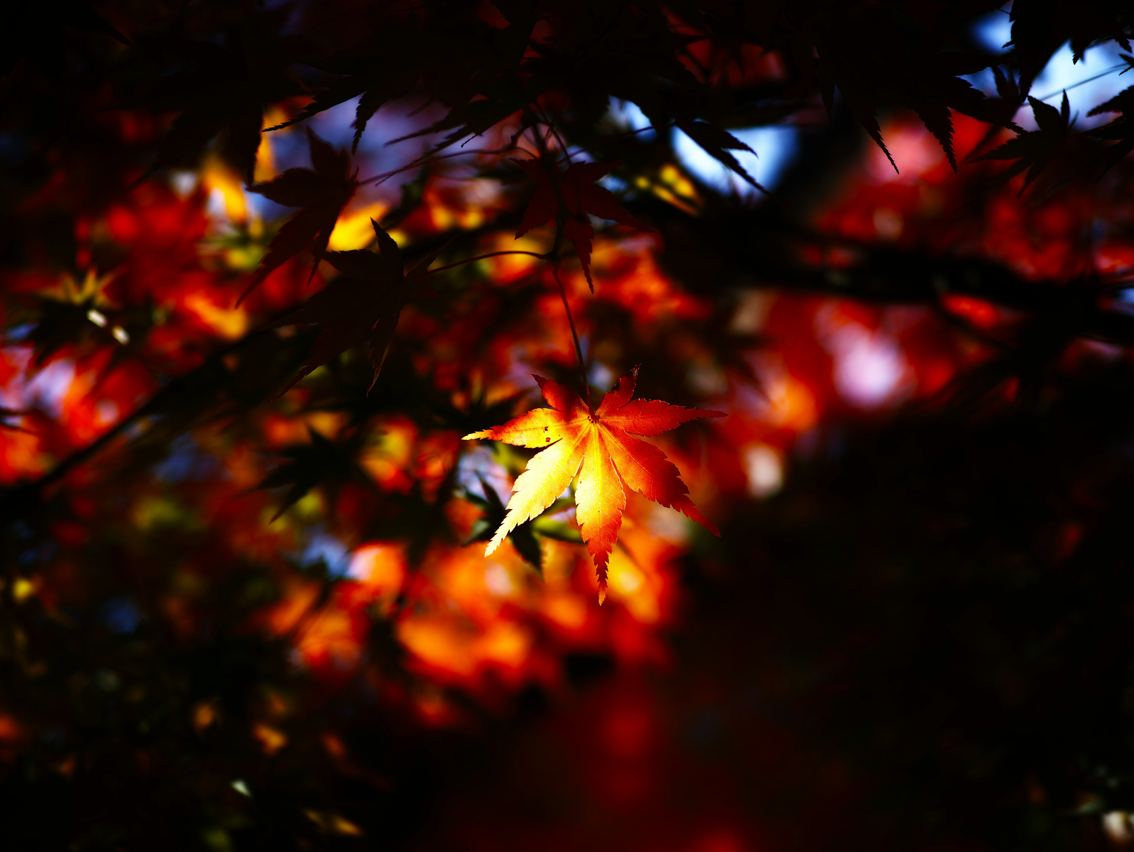 Vibrant autumn maple leaves illuminated by light