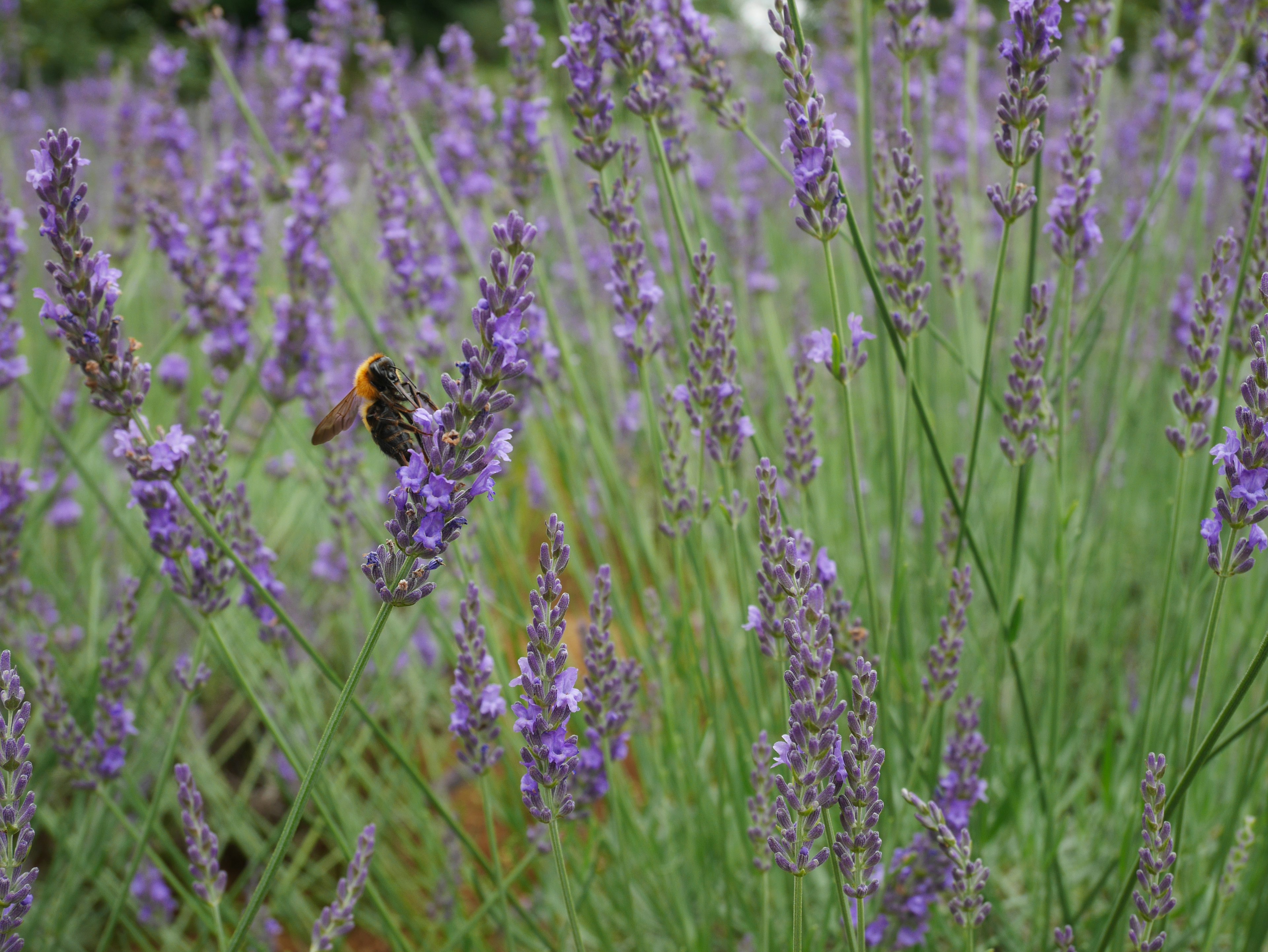 Lavender flowers in purple with an insect nearby