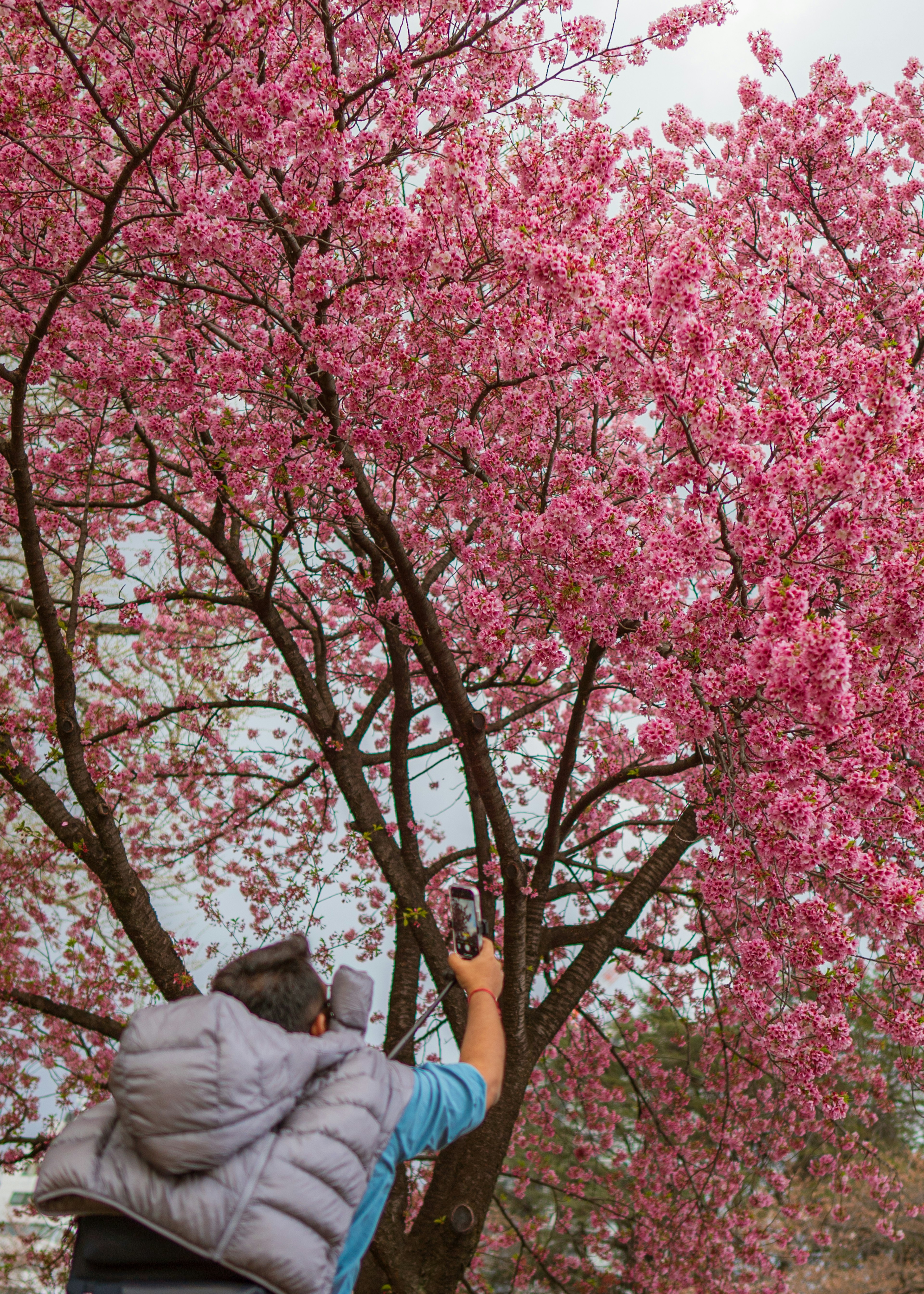 桜の木の下で花を撮影する人