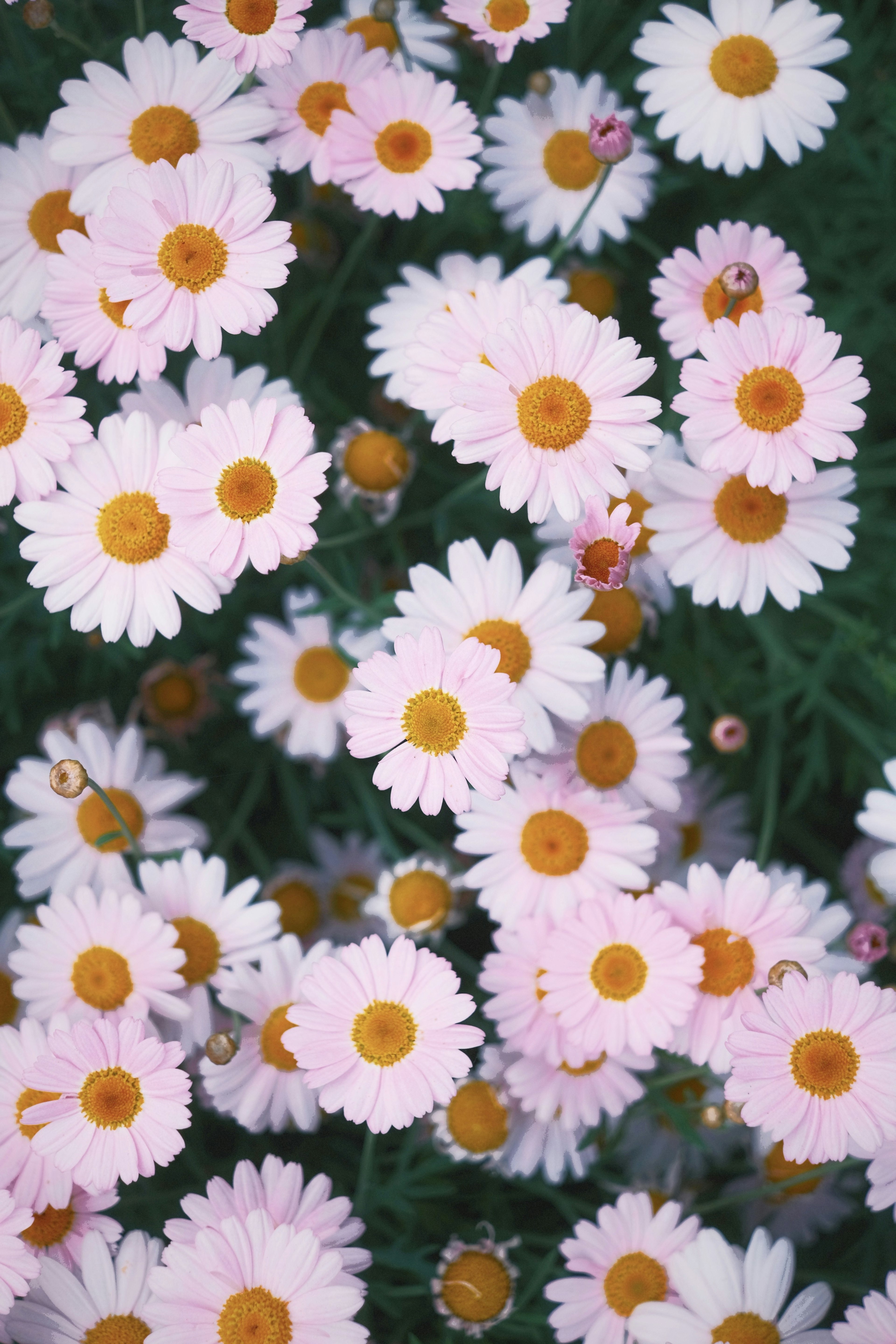 ピンクと白のデイジーの花が咲いている様子