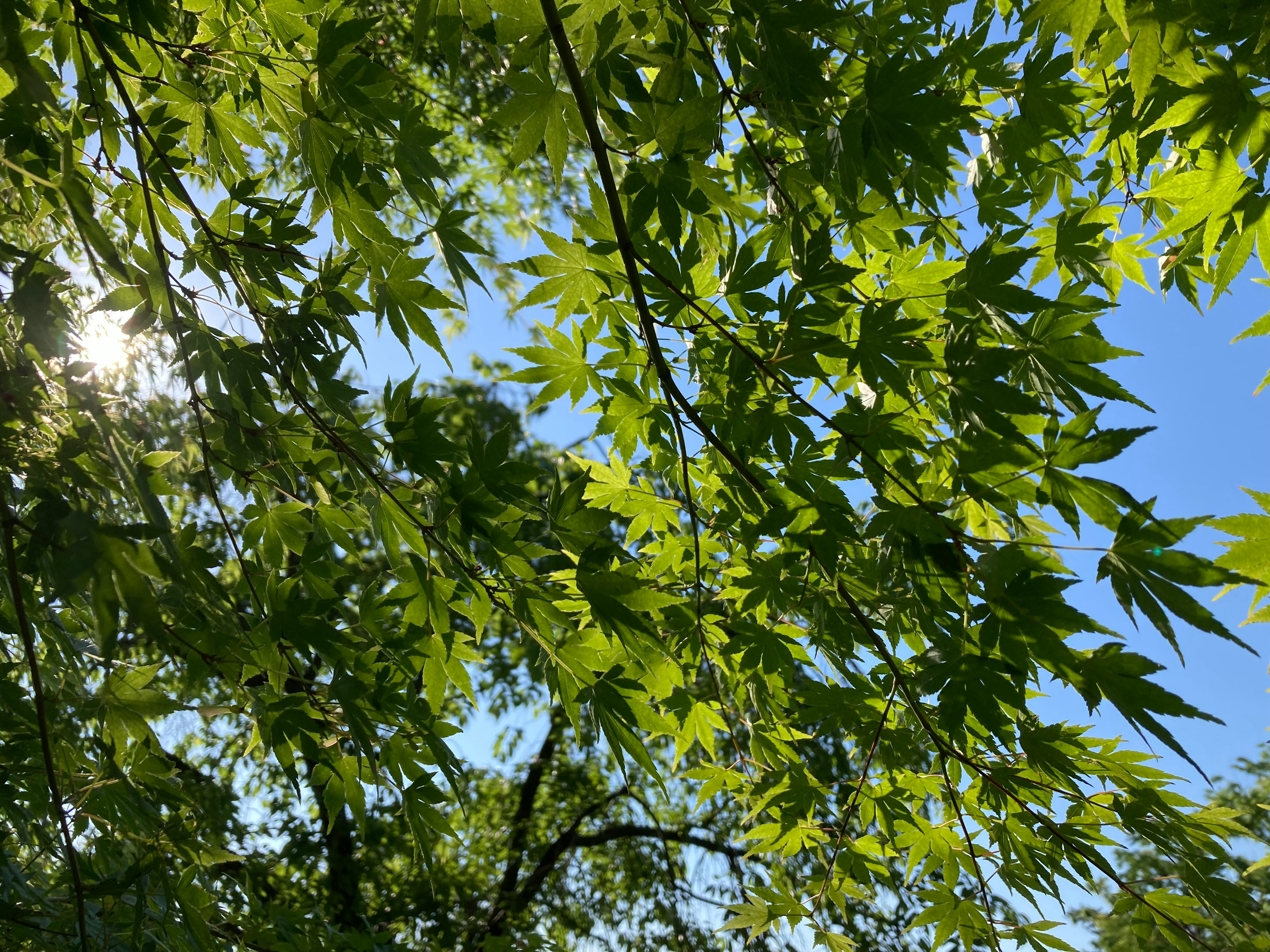 Nahaufnahme von grünen Blättern vor blauem Himmel