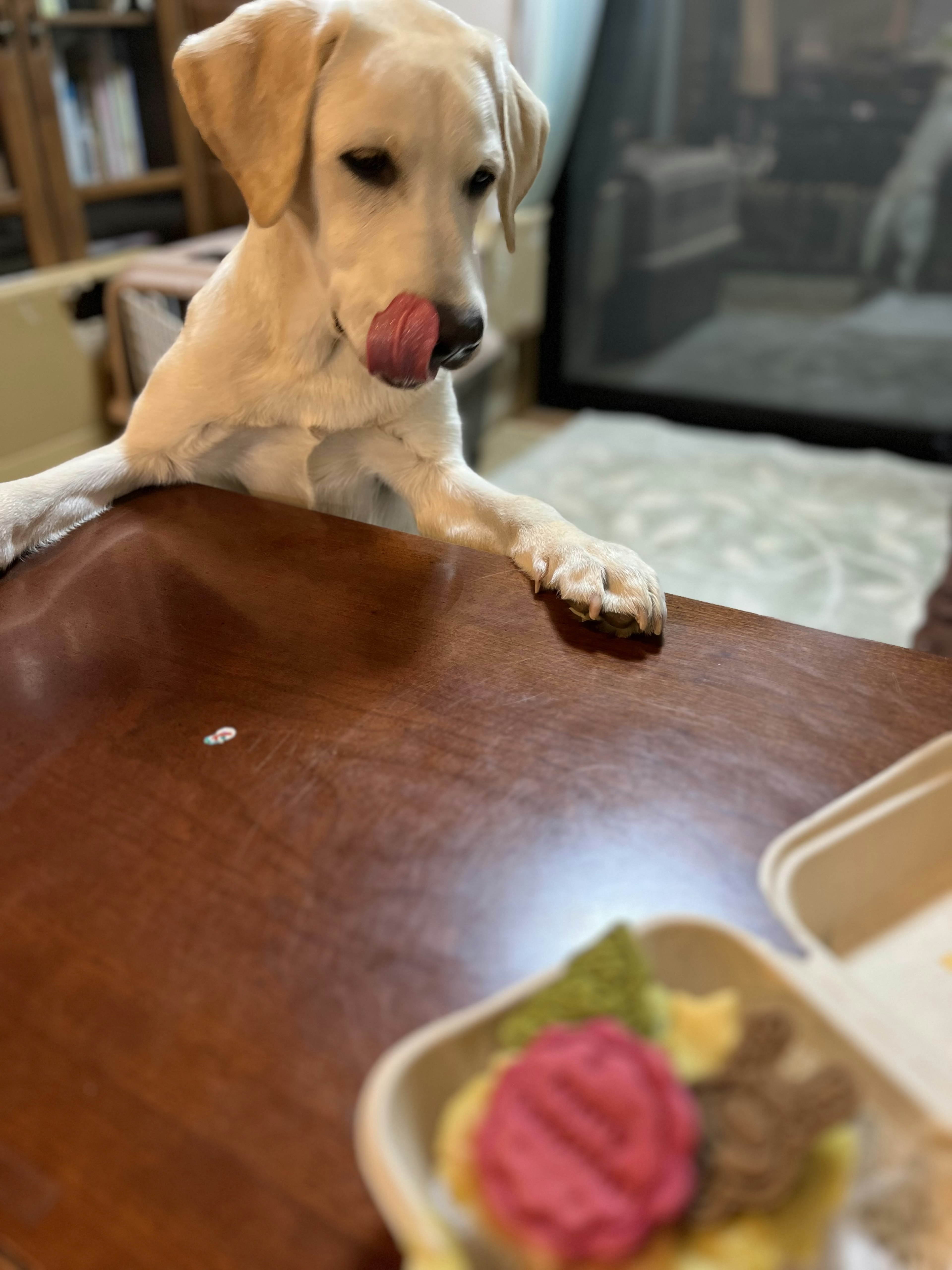 テーブルの上のカラフルなケーキを見つめるラブラドール犬