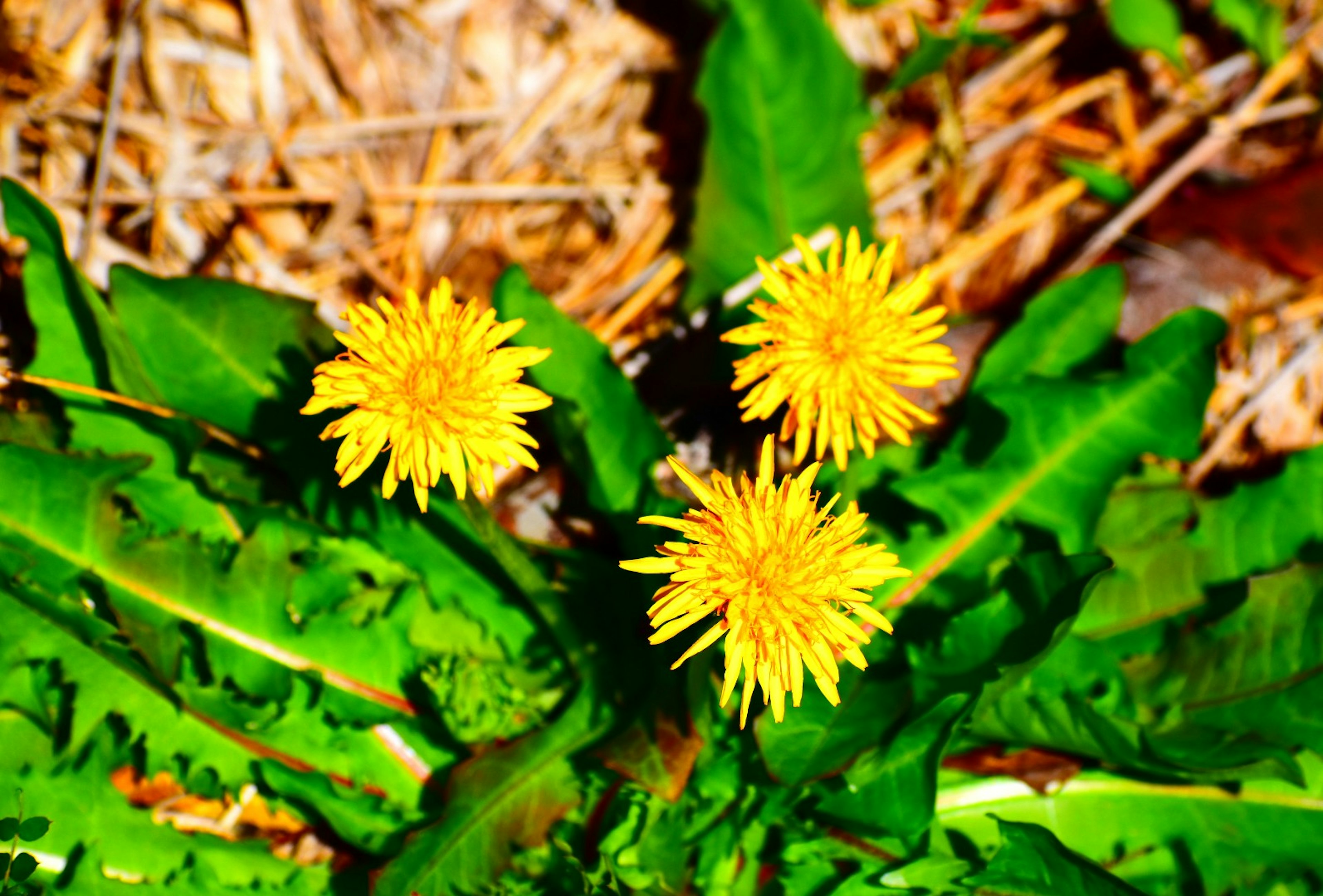 Three yellow dandelion flowers surrounded by lush green leaves