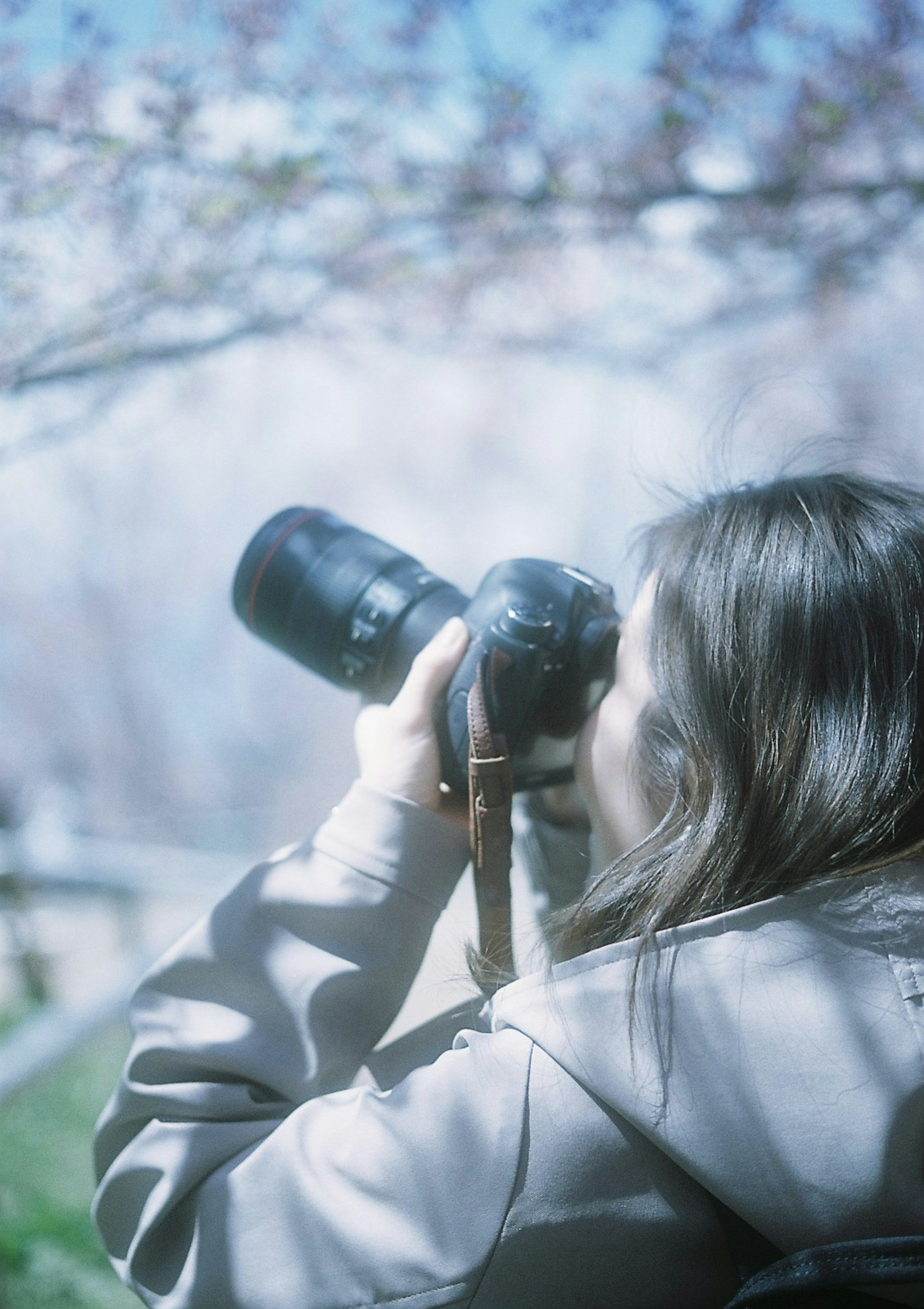 カメラで写真を撮る女性の後ろ姿 明るい背景の中で桜の木が見える