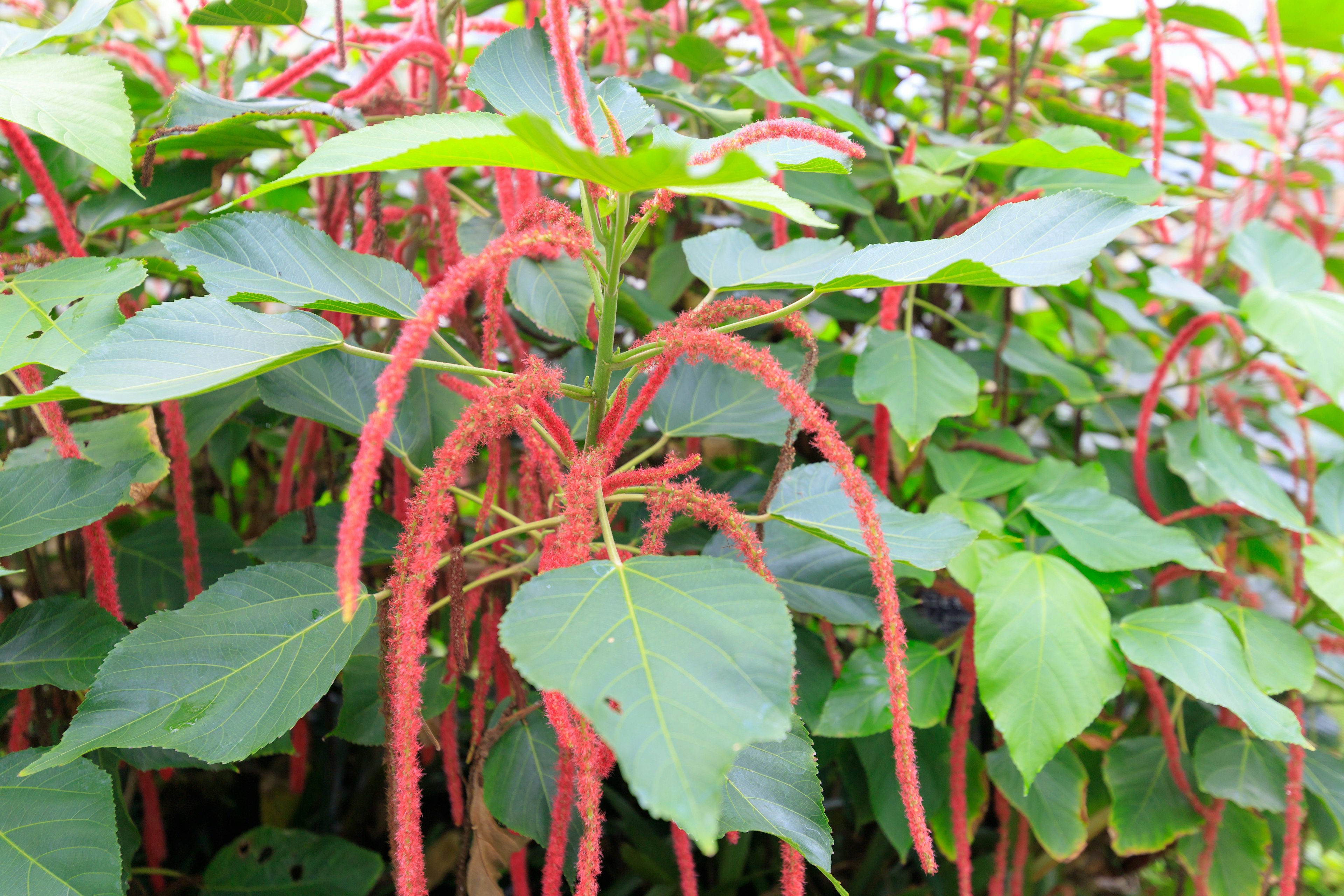 赤い花穂を持つ植物のクローズアップ 緑色の葉と鮮やかな赤色の花穂が特徴