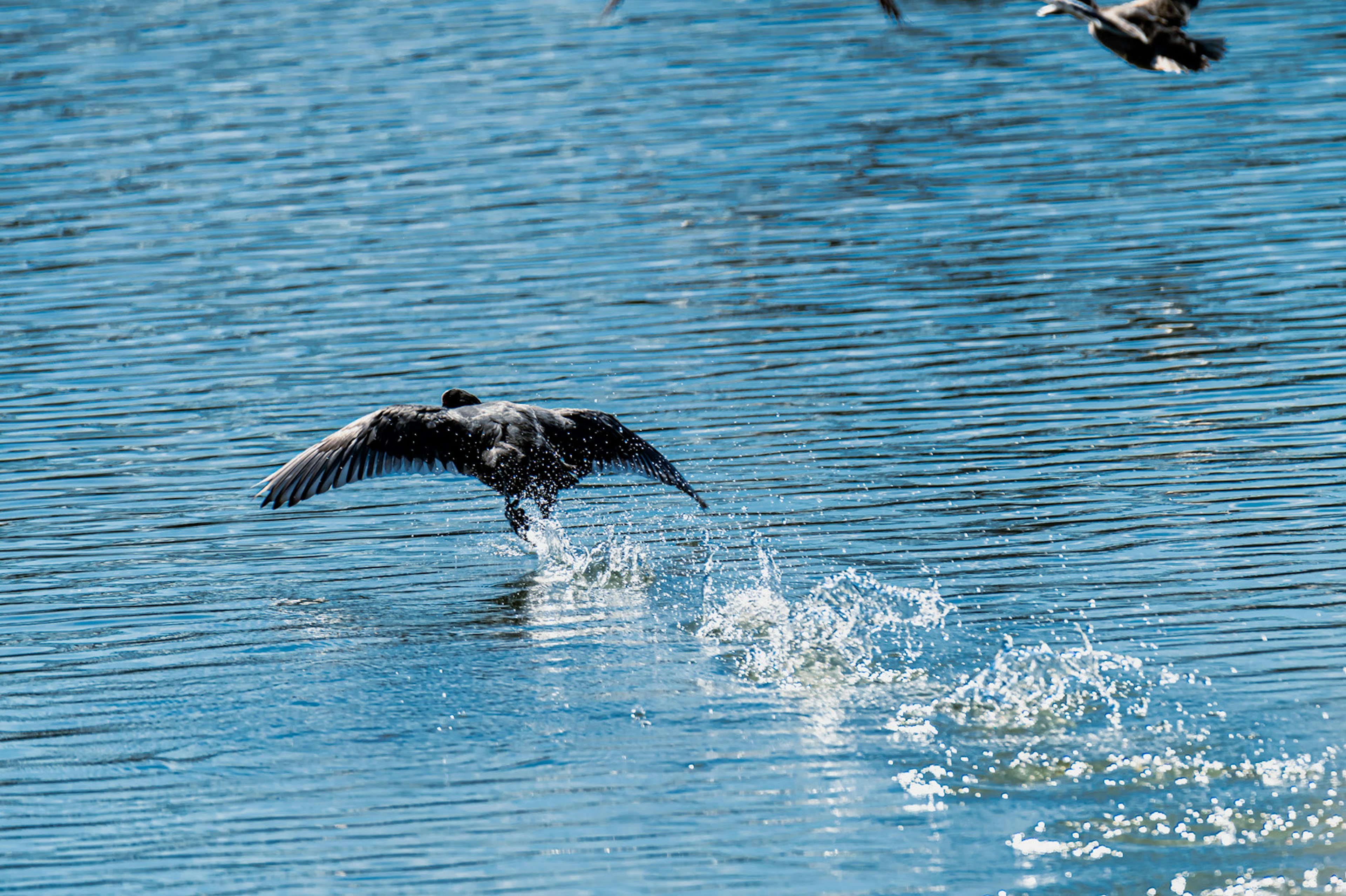 Oiseau s'envolant de la surface de l'eau créant des éclaboussures