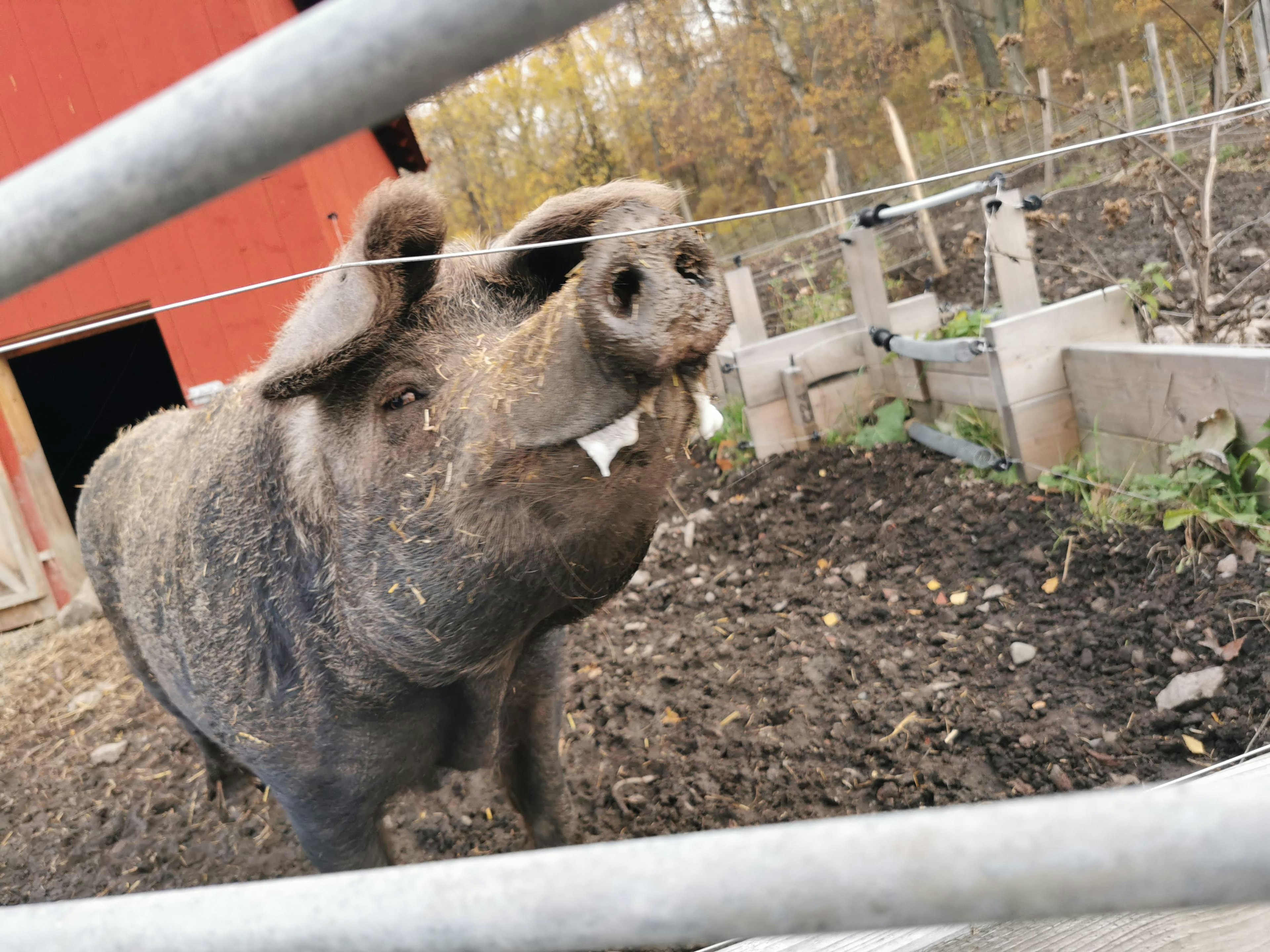 Ein Schwein auf einem Bauernhof, das durch einen Zaun schaut