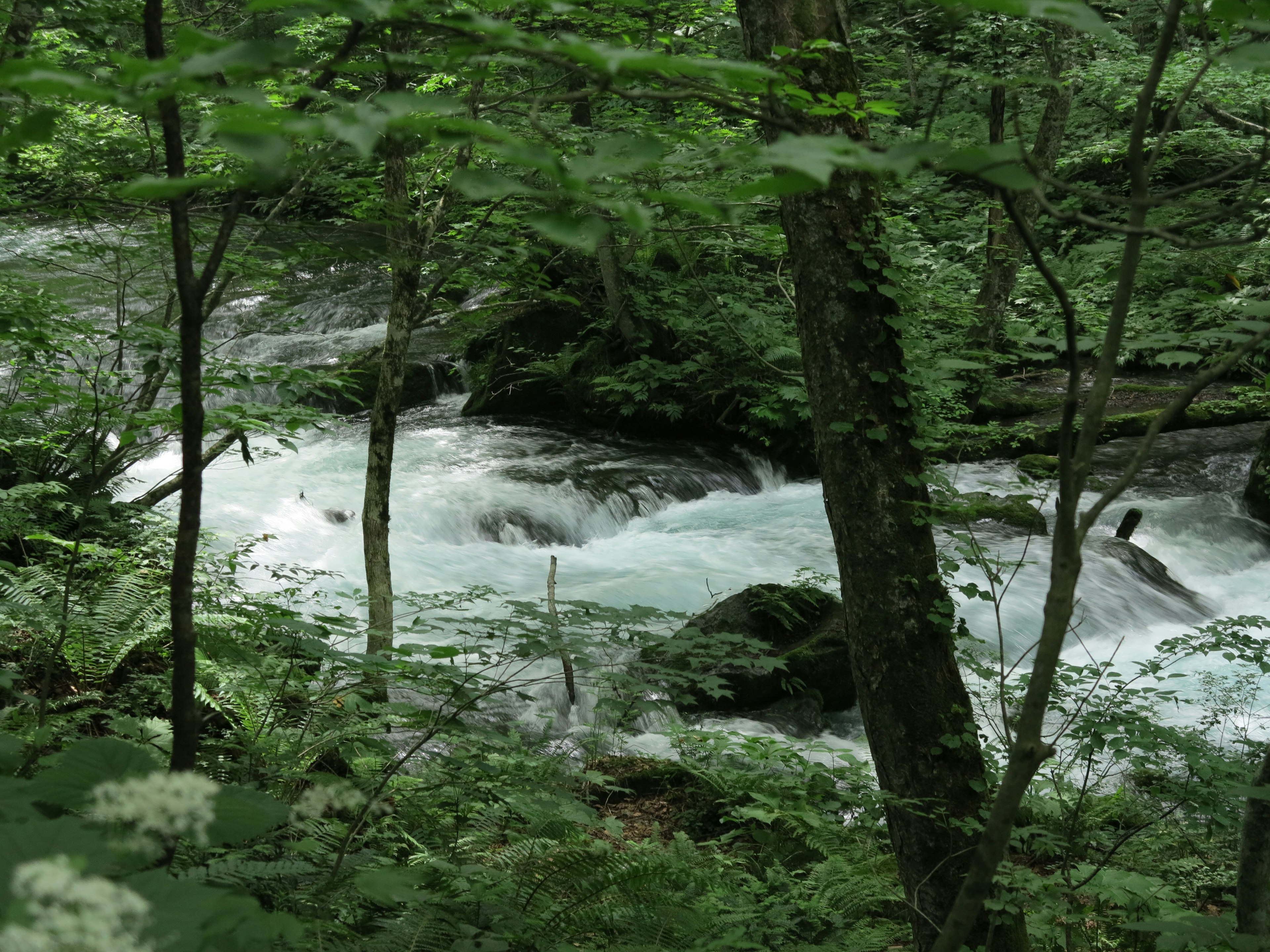 Vista escénica de un arroyo que fluye a través de un bosque verde