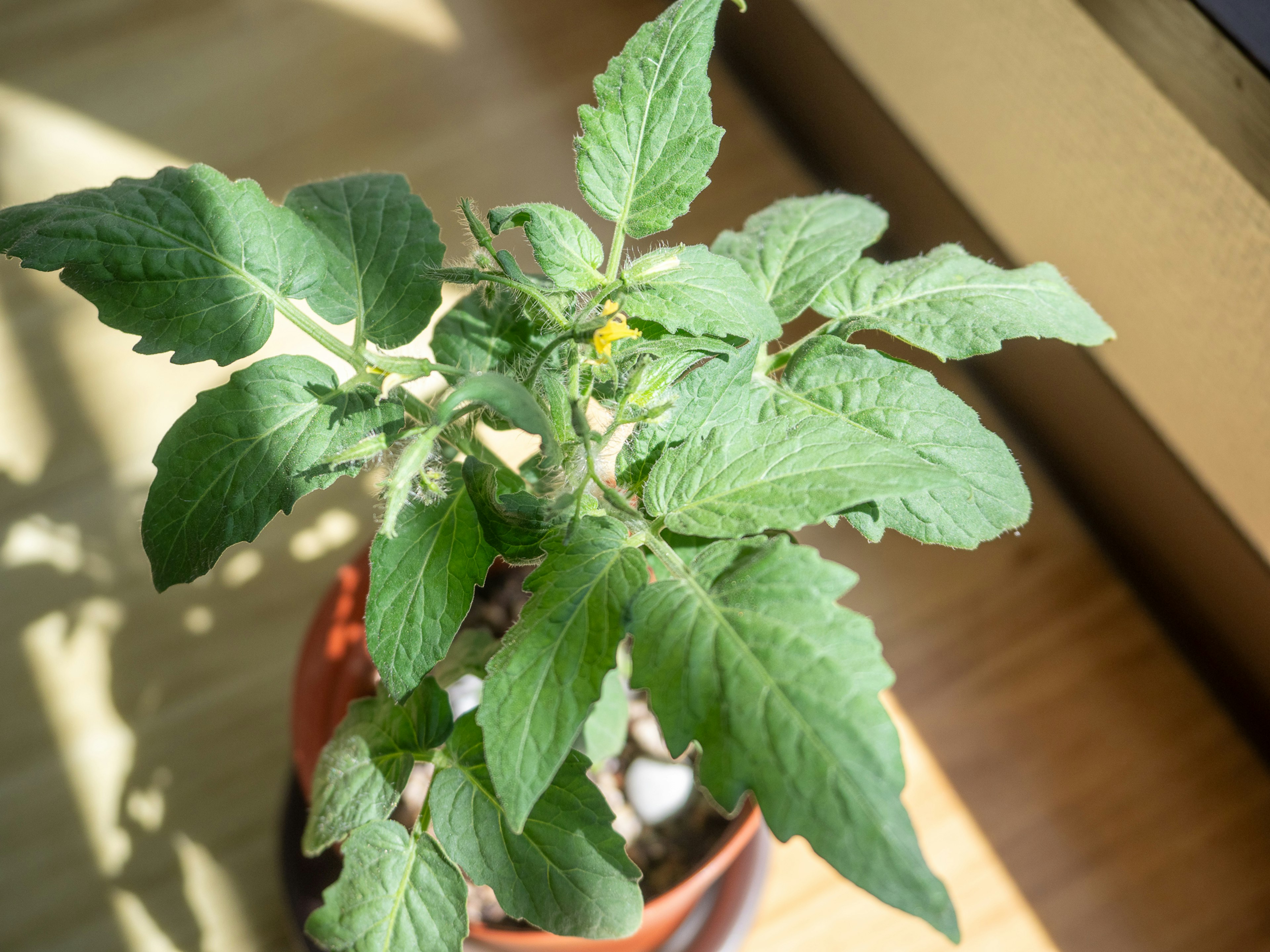 Plante de tomate au soleil avec des feuilles vertes luxuriantes dans un pot