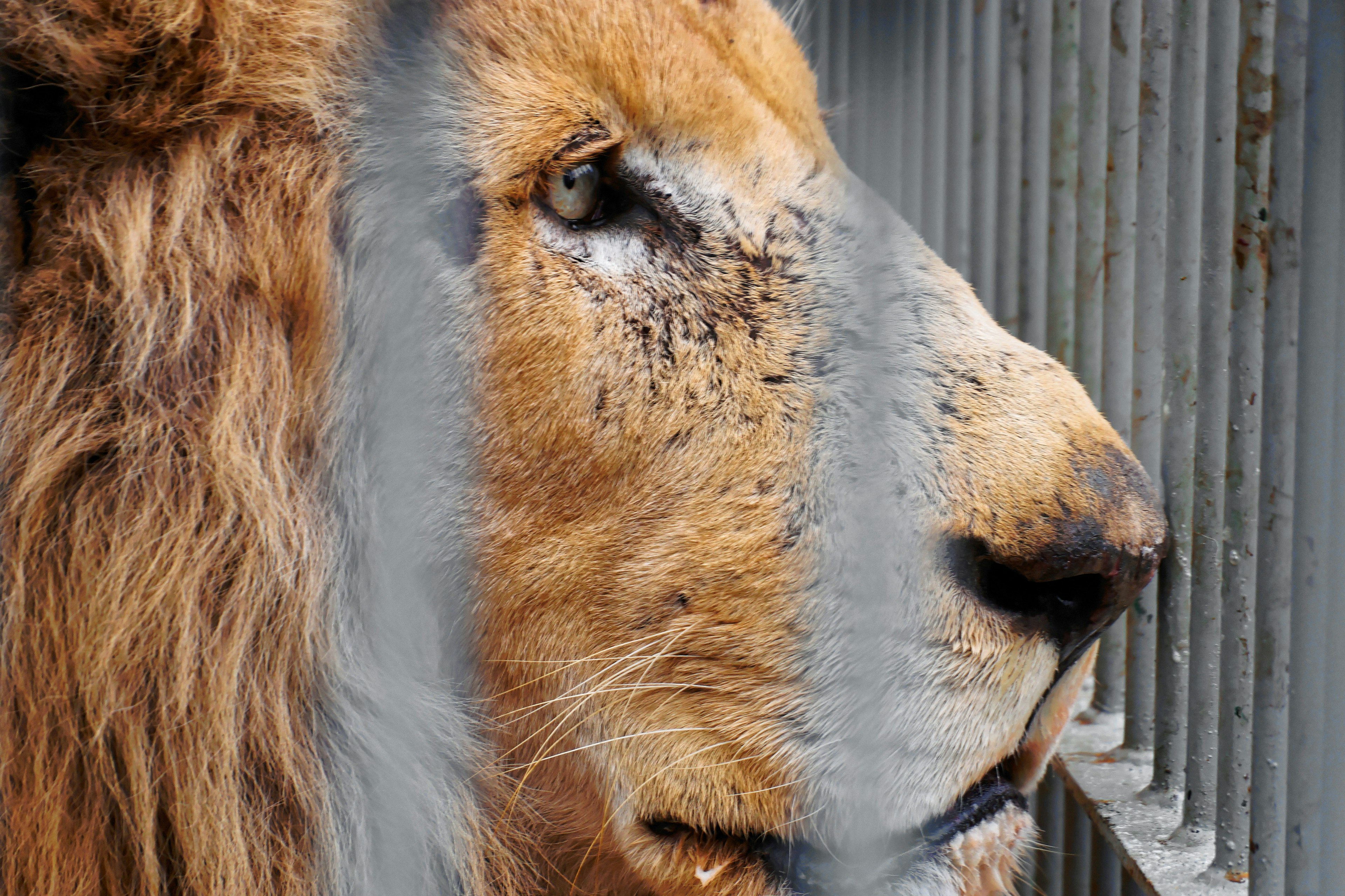 Perfil de un león visto a través de barrotes con una melena rica y ojos agudos