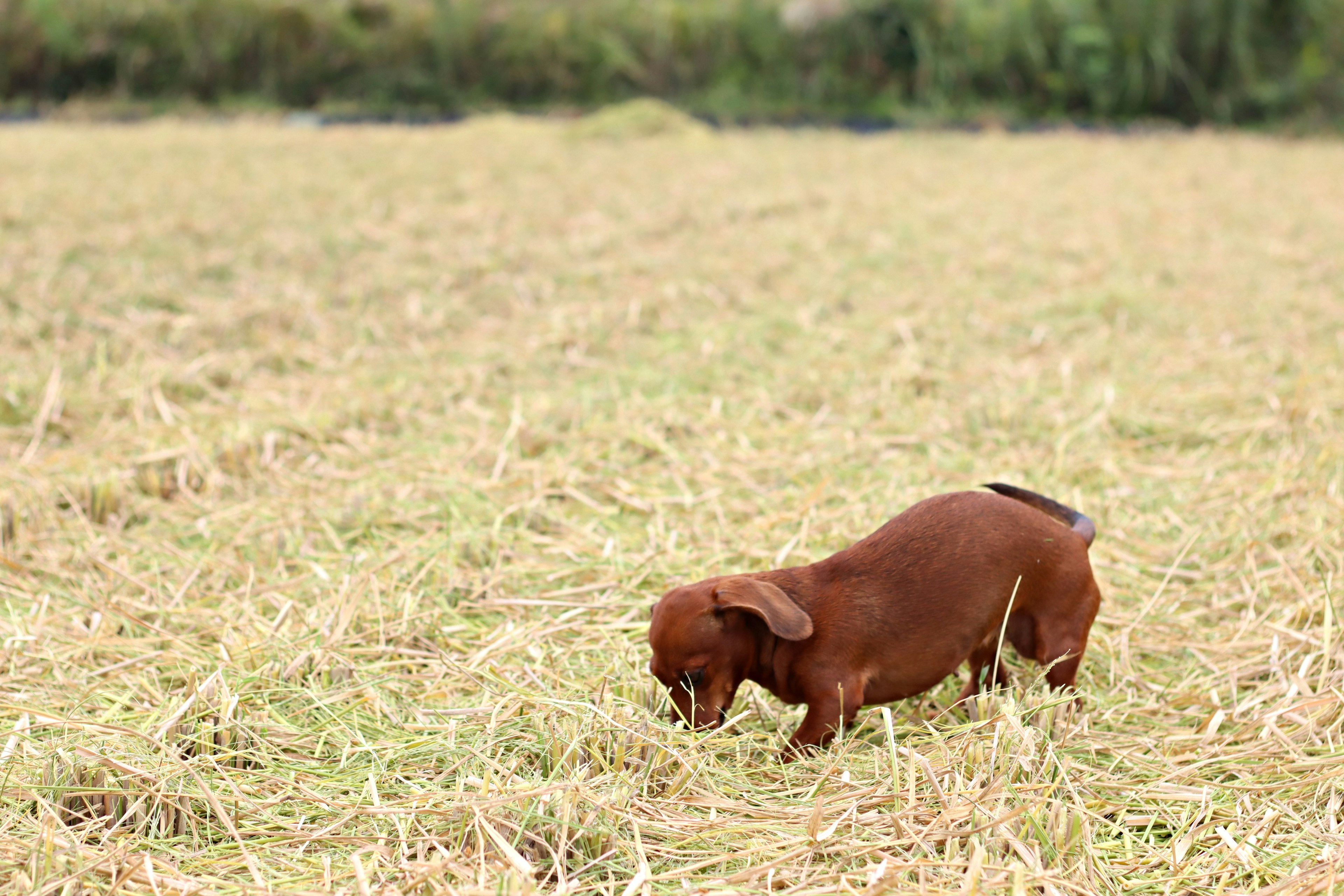 Chien marron reniflant le sol dans un champ de riz