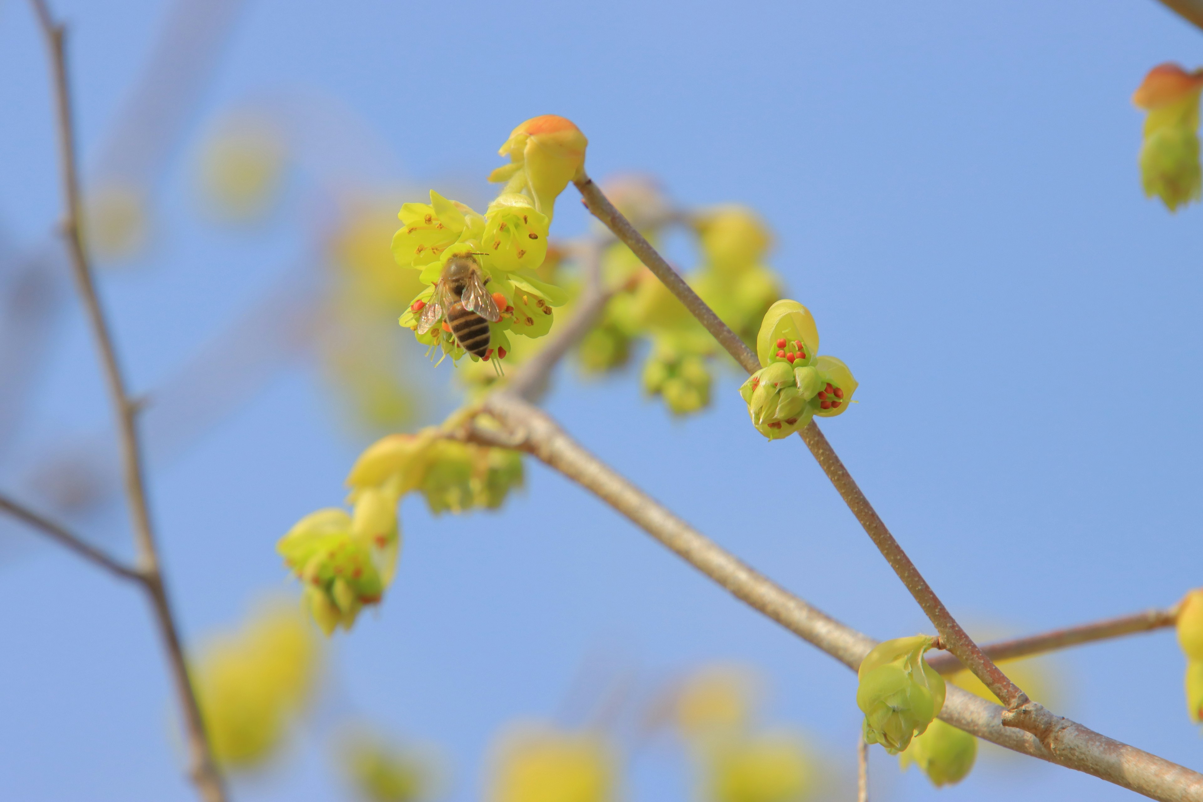 Bee on a flowering branch with yellow buds against a blue sky