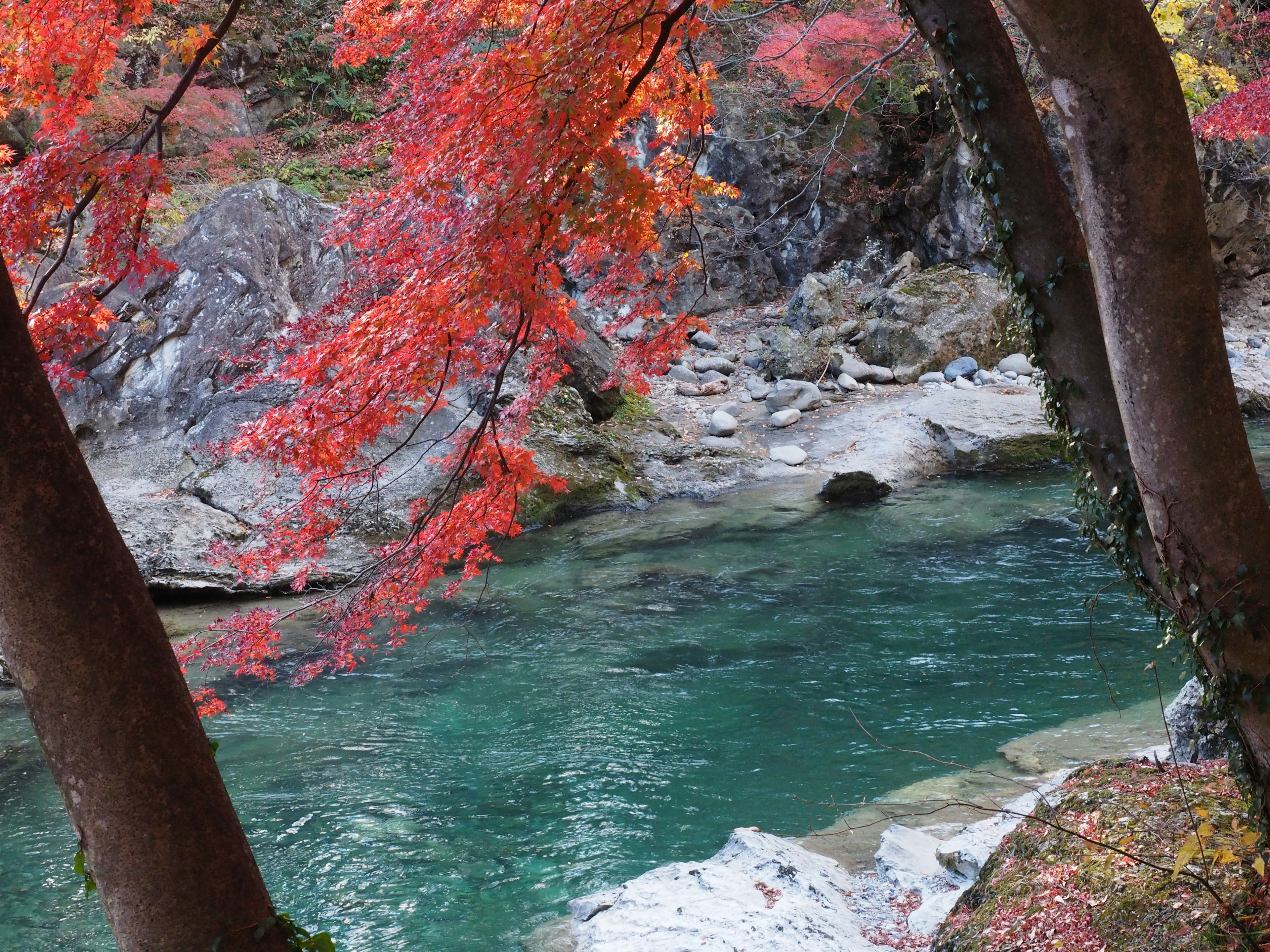 寧靜河流的風景，四周環繞著鮮豔的秋葉