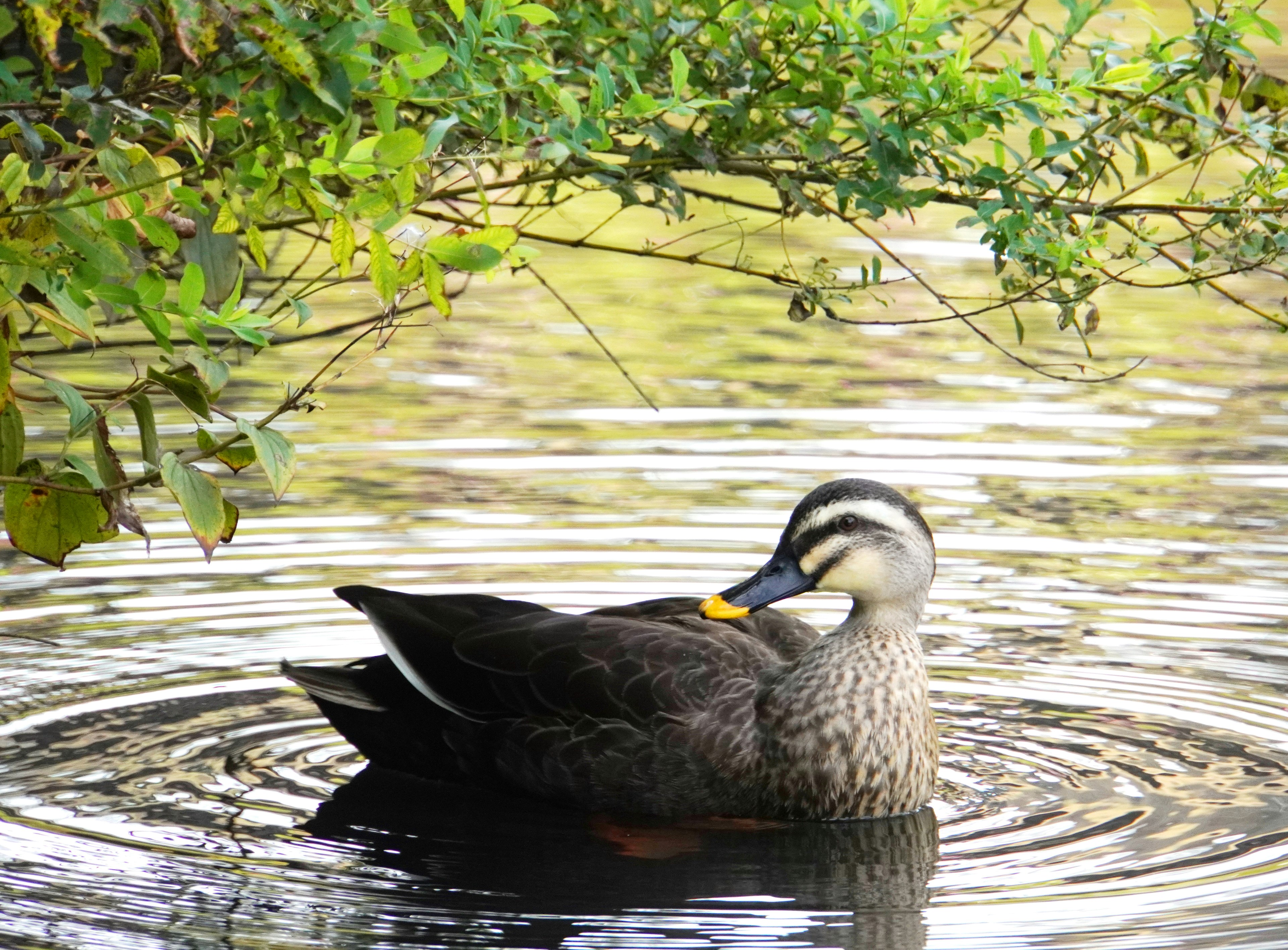 Un'anatra che nuota sulla superficie dell'acqua L'uccello ha piume marroni e grigie Circondato da un ambiente naturale