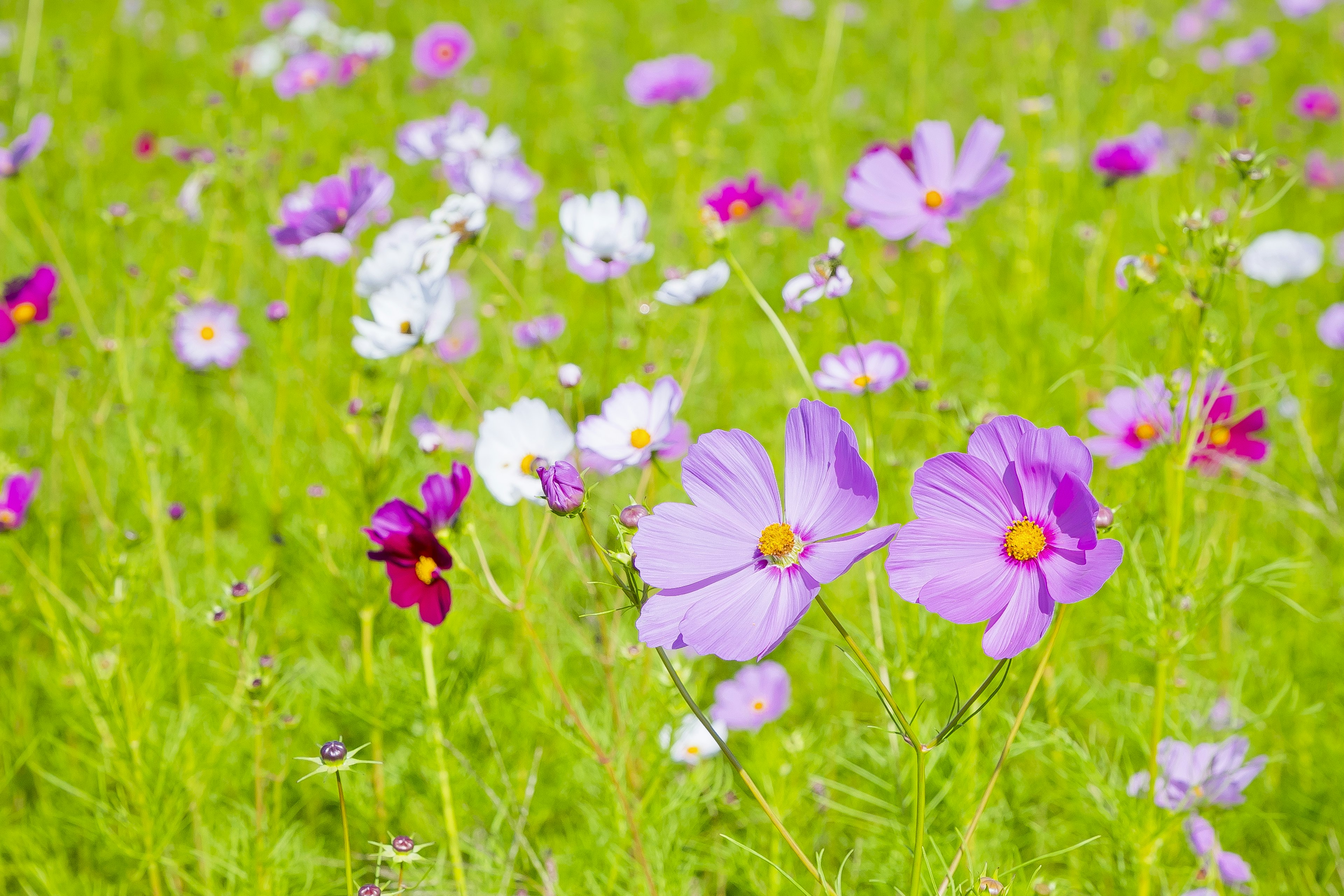 Ein lebendiges Feld voller bunter Blumen in voller Blüte