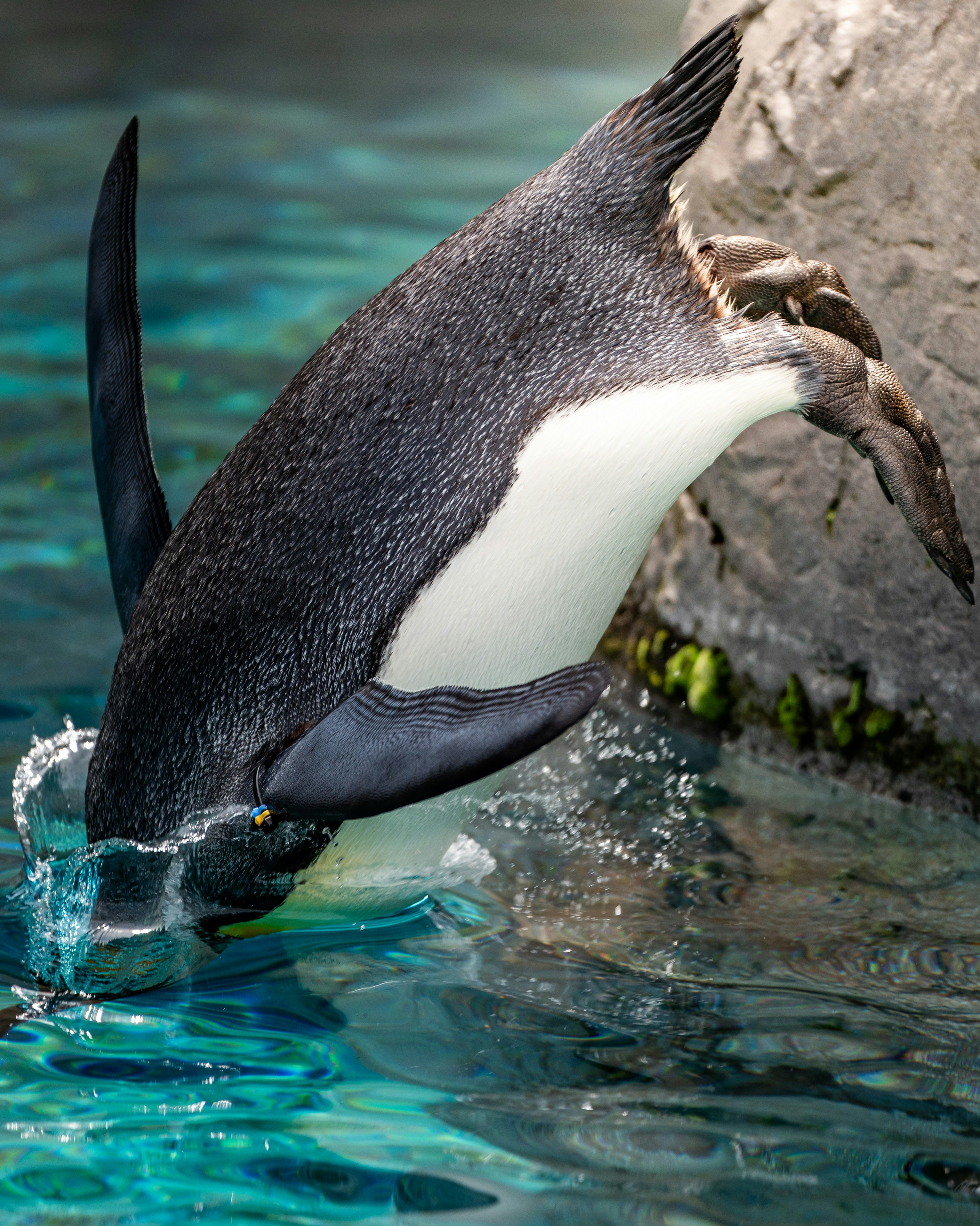 Pingüino saltando al agua con salpicaduras